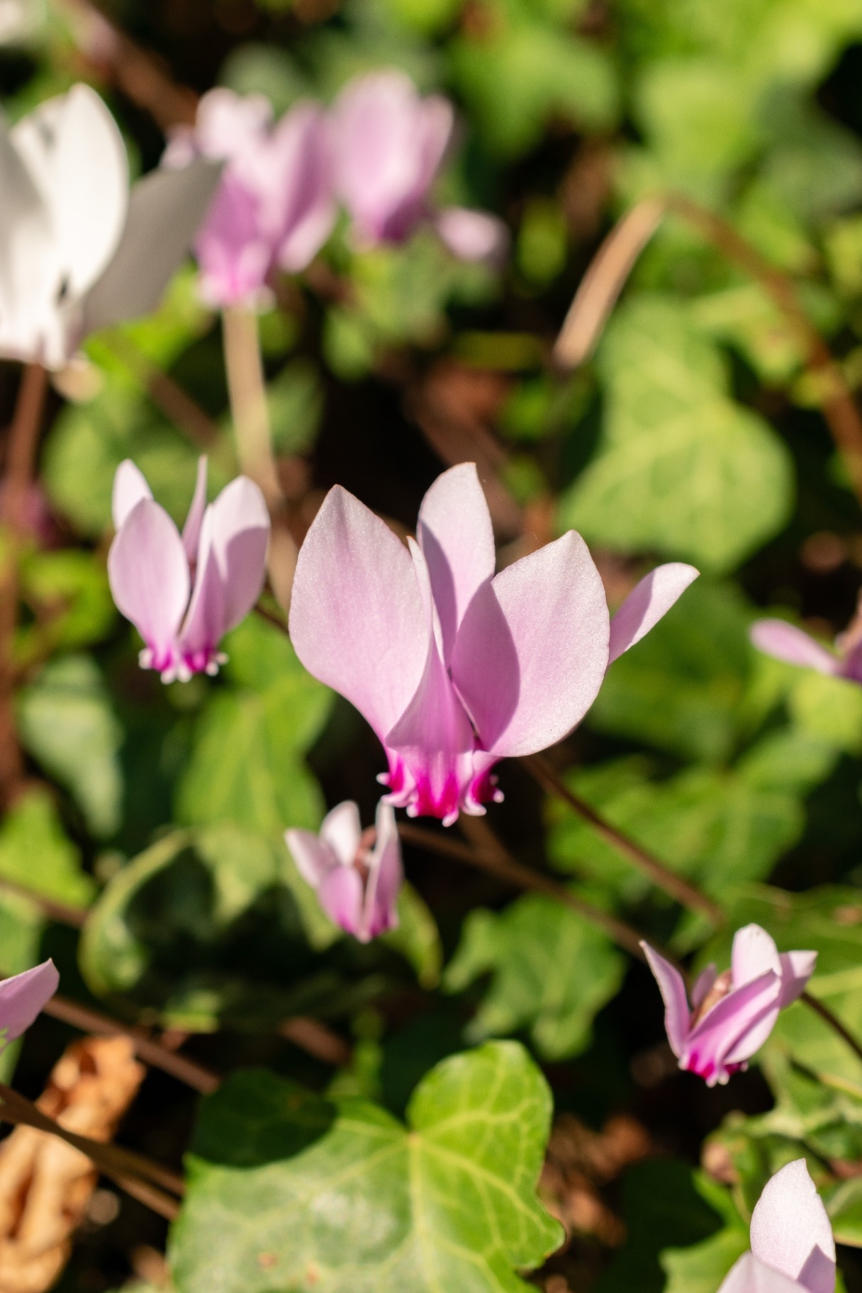 Cyclamen Hederifolium or ivy leaved cyclamen plant at the botanical garden