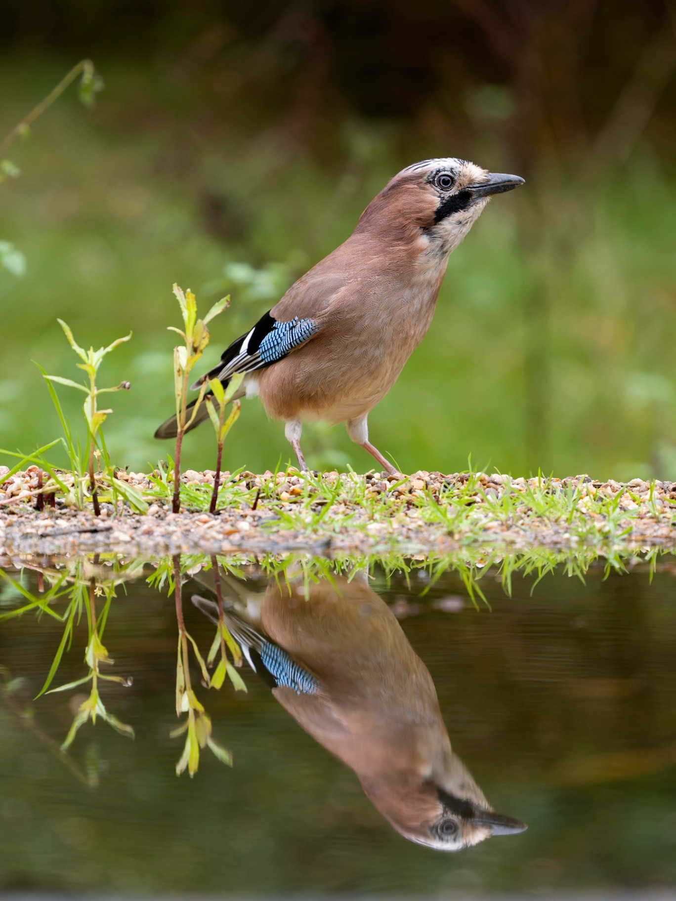 Jay, Garrulus glandarius, Single bird by water, Warwickshire, October 2024