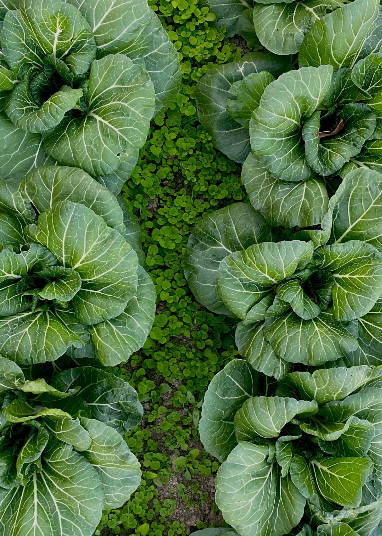 Overhead view of pak choi crop growing in a field outdoors 