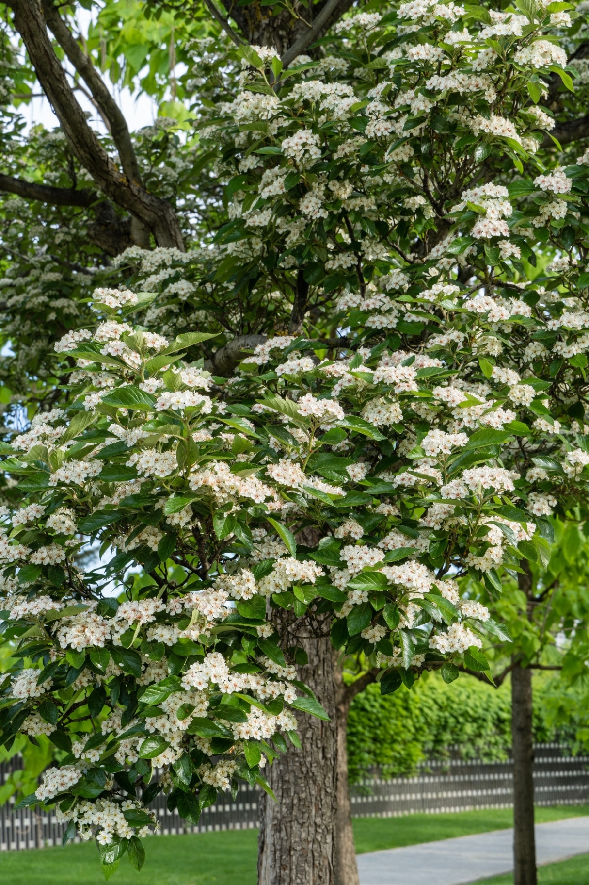 Plum-leaved hawthorn or Crataegus persimilis 'Prunifolia' (broadleaf hawthorn) with white flowers grows among evergreen plants. 