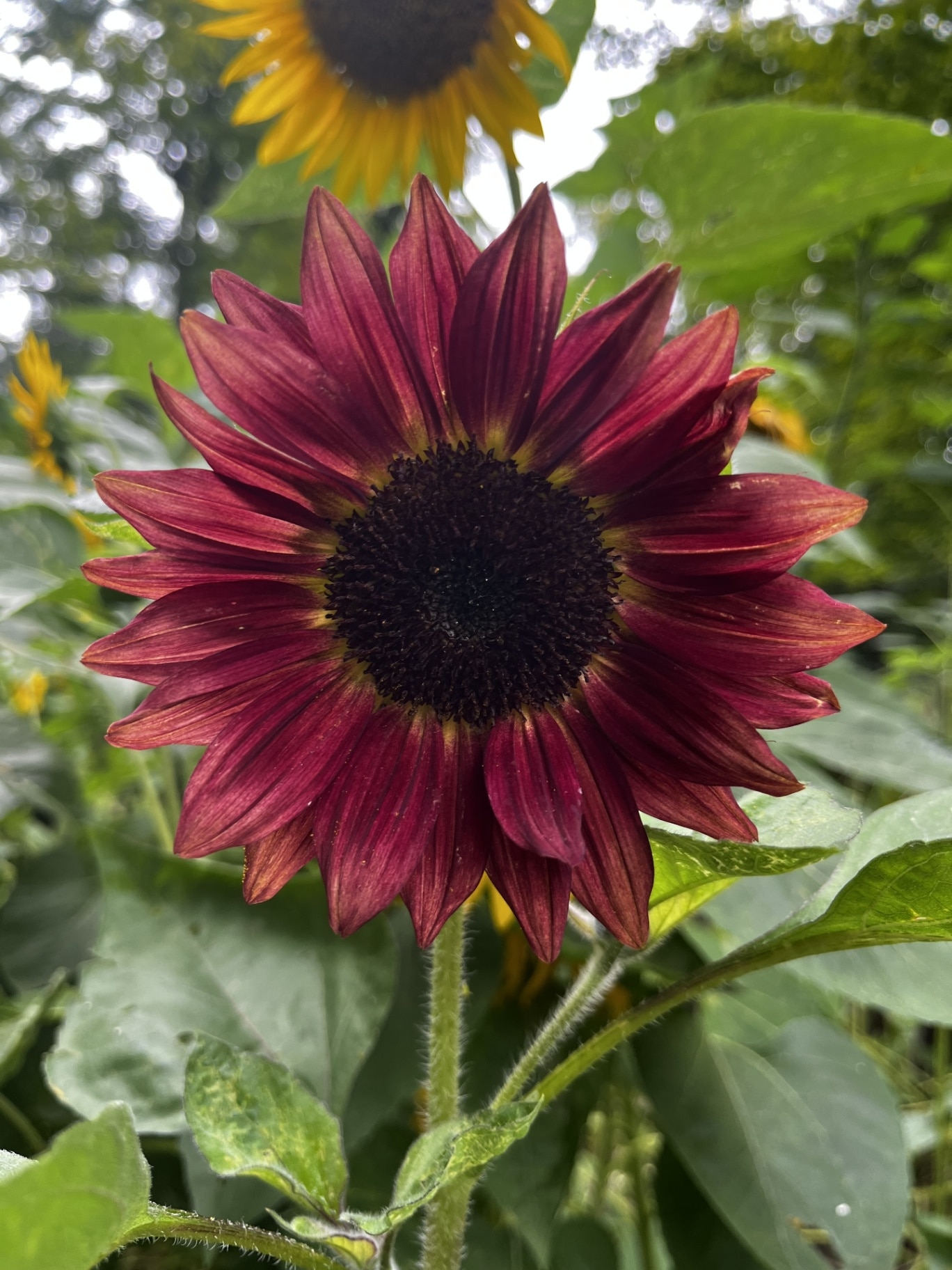 Medium red sunflower in foreground