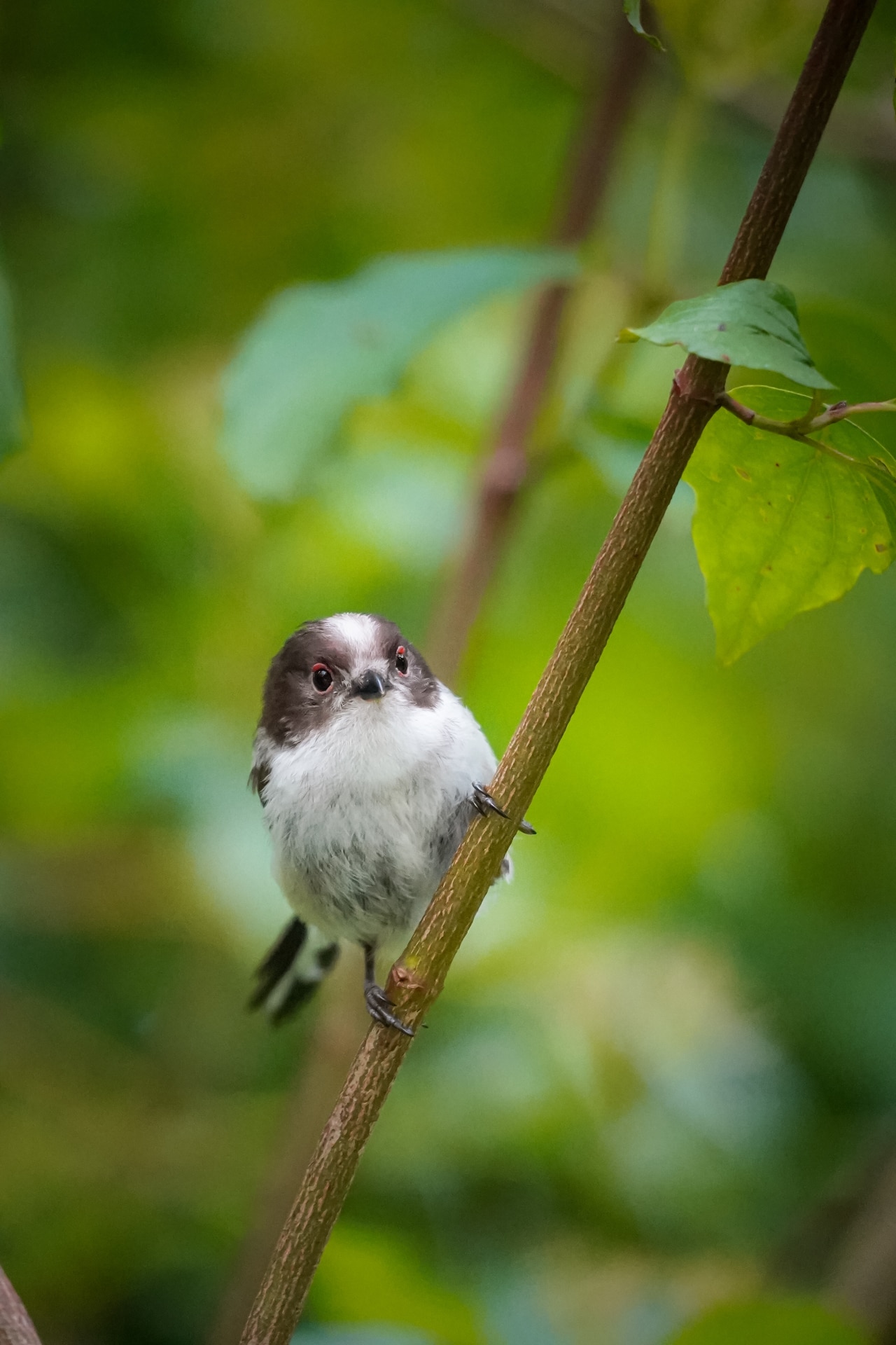 Baby Long-tailed Tit (Aegithalos caudatus) looking down while standing on a branch with green leaf background from the side