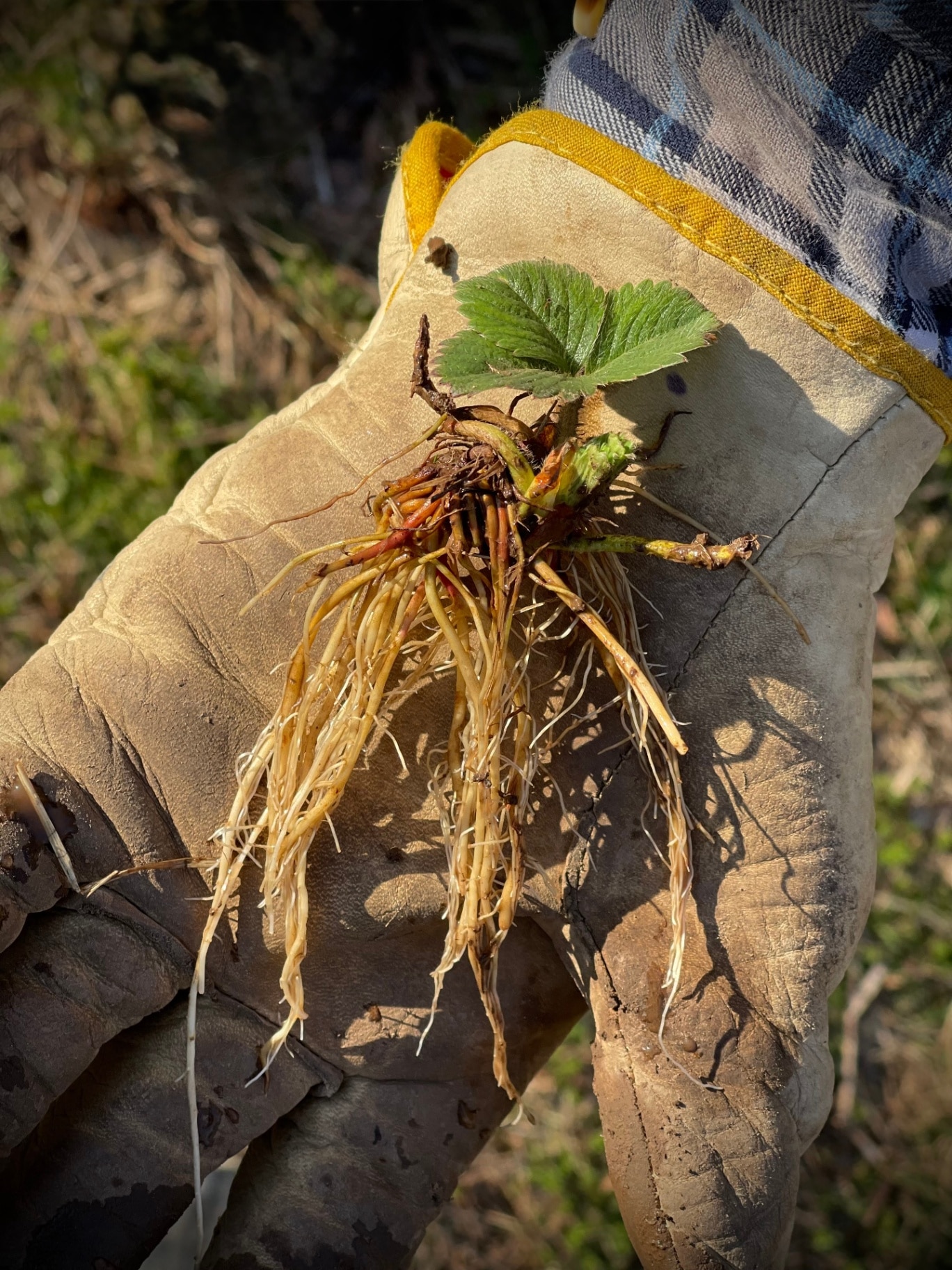 Close up of a strawberry crown plant, held in a gloved hand, ready to be planted into the garden soil. 