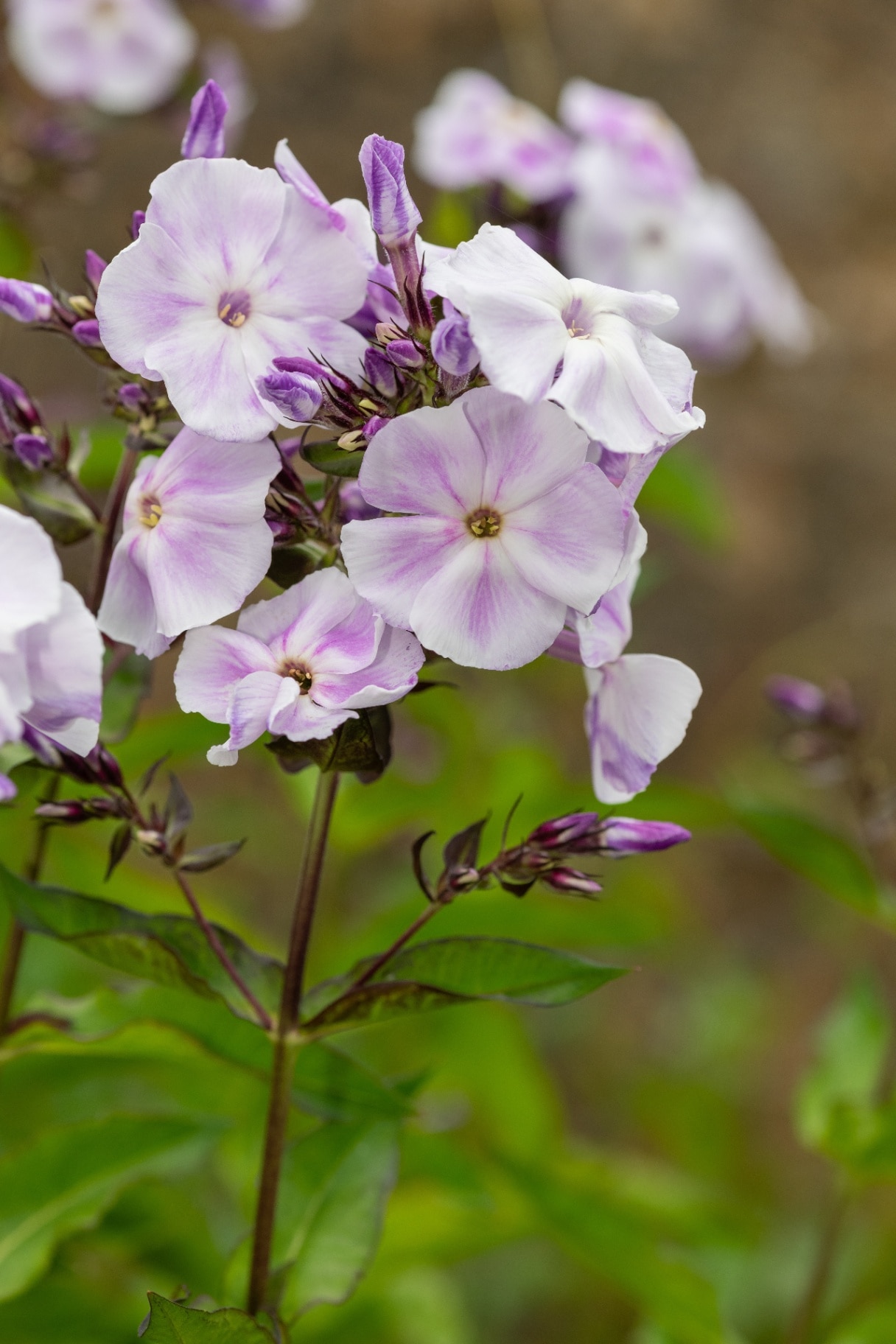 Close up of pink and white garden phlox (phlox paniculata) flowers in bloom
