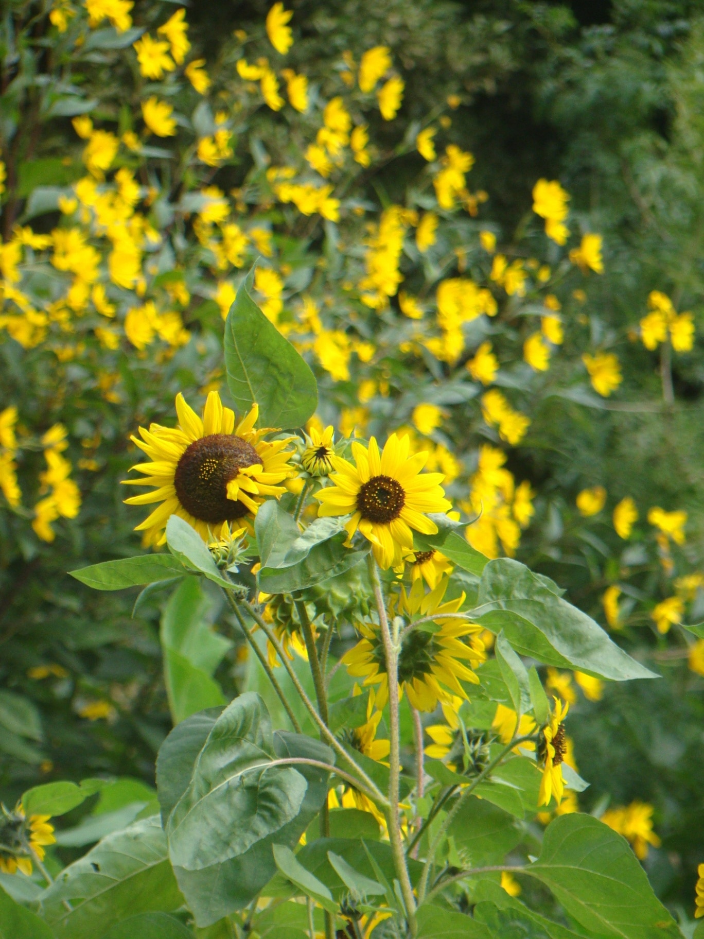 Bright yellow sunflower