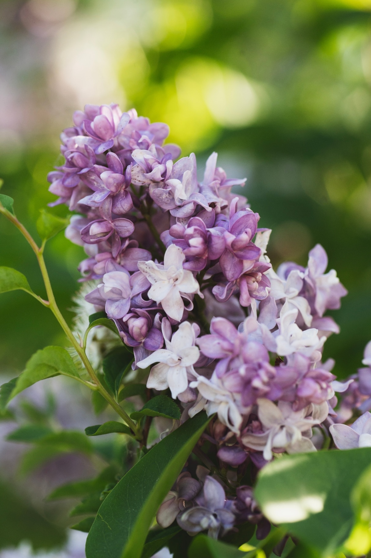 Syringa vulgaris