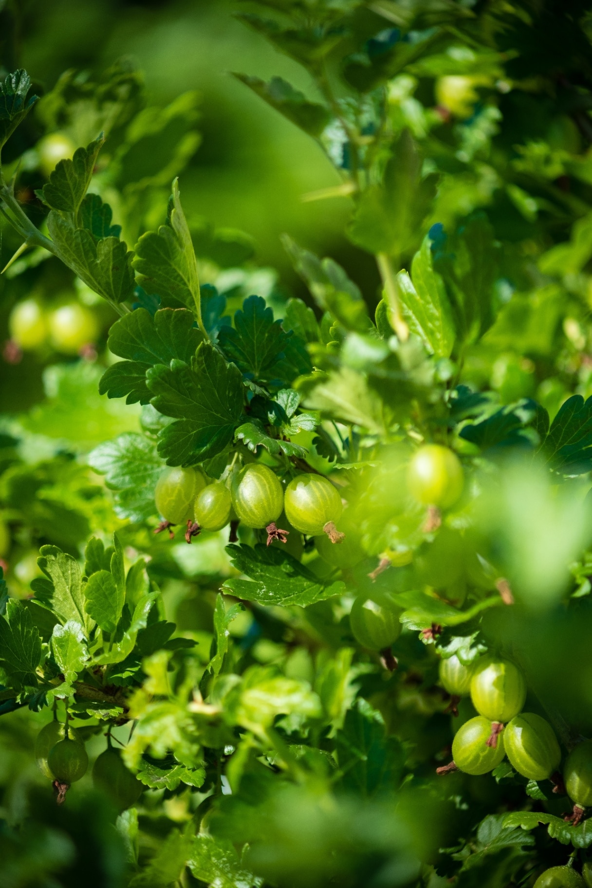 A vibrant cluster of green gooseberries hangs from lush foliage