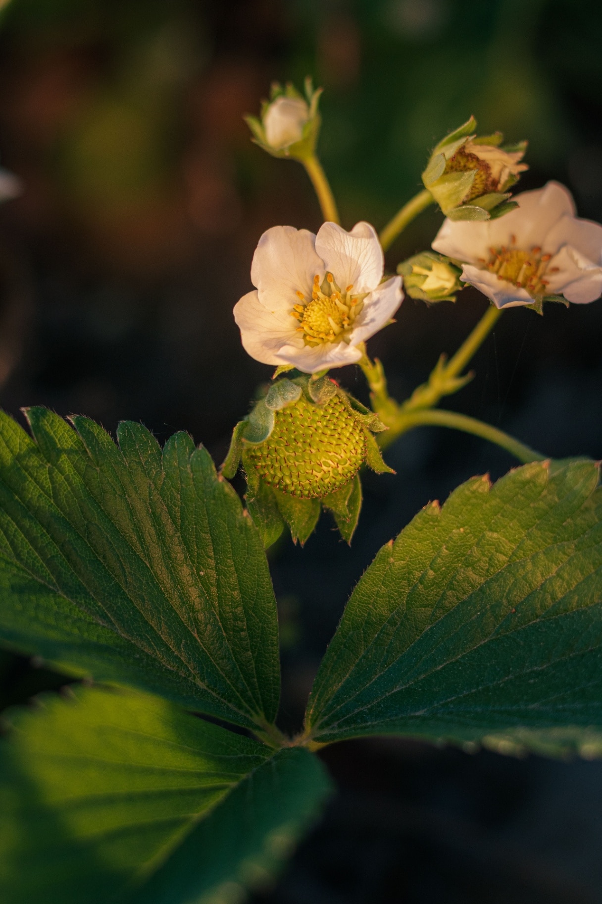 A white-colored strawberry blossom on blurred background