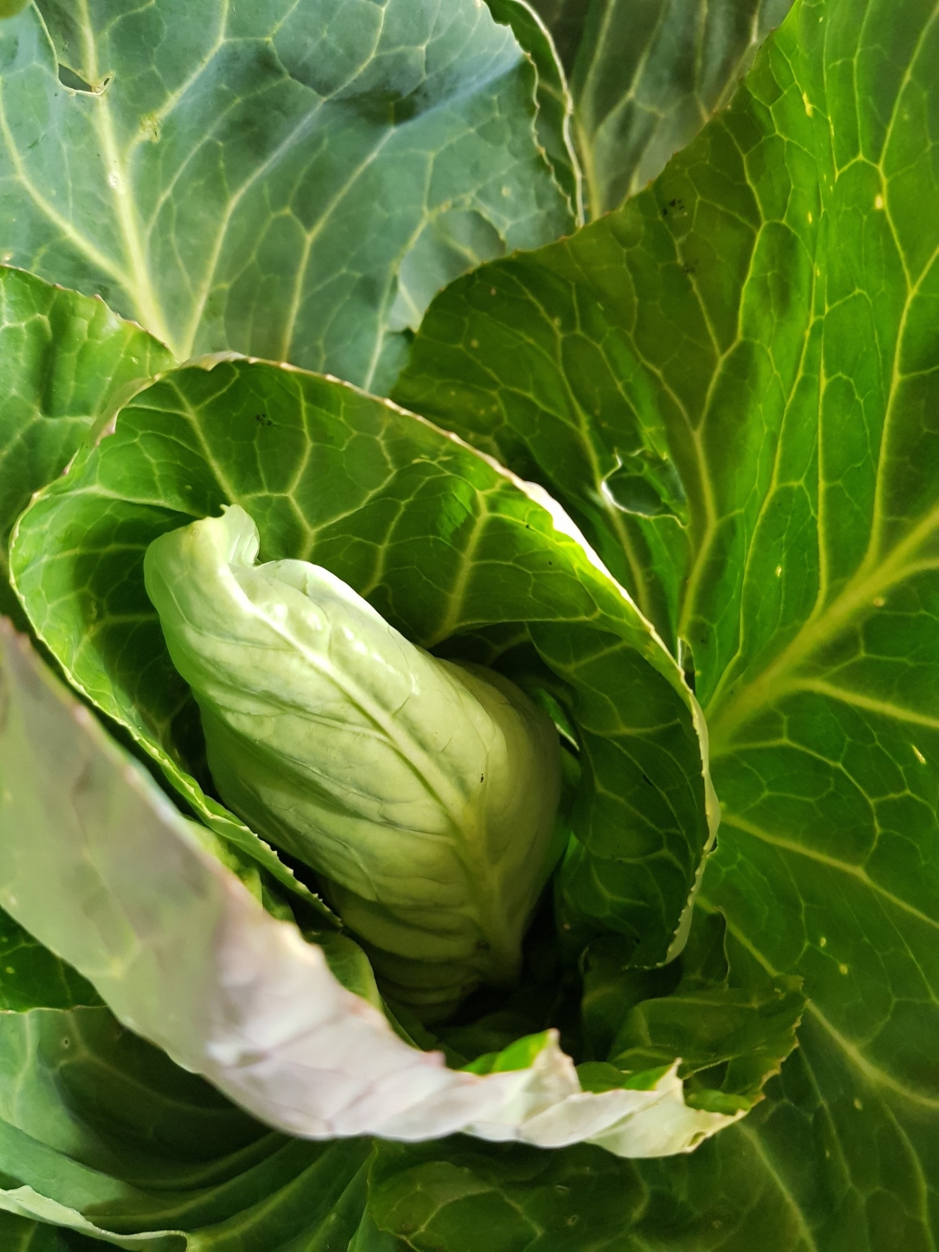 Close up of the inside of spring greens cabbage 