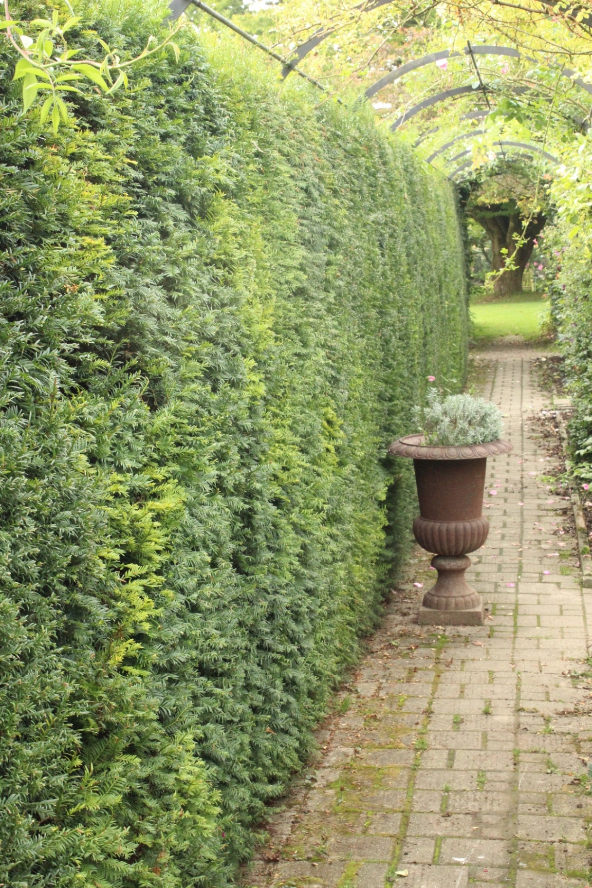 Taxus baccata, common yew, hedge, special shapes