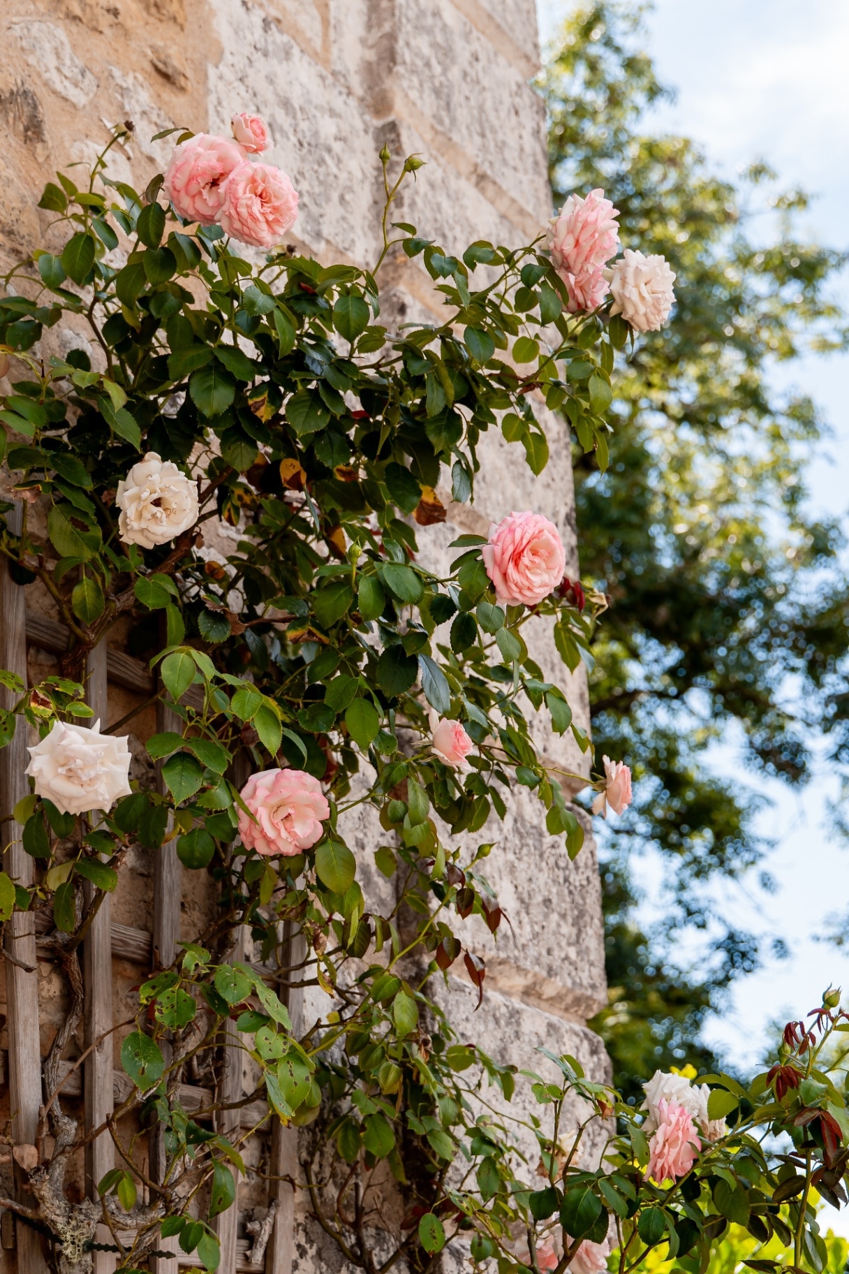 Roses at a chateau in a French garden in the Dordogne region
