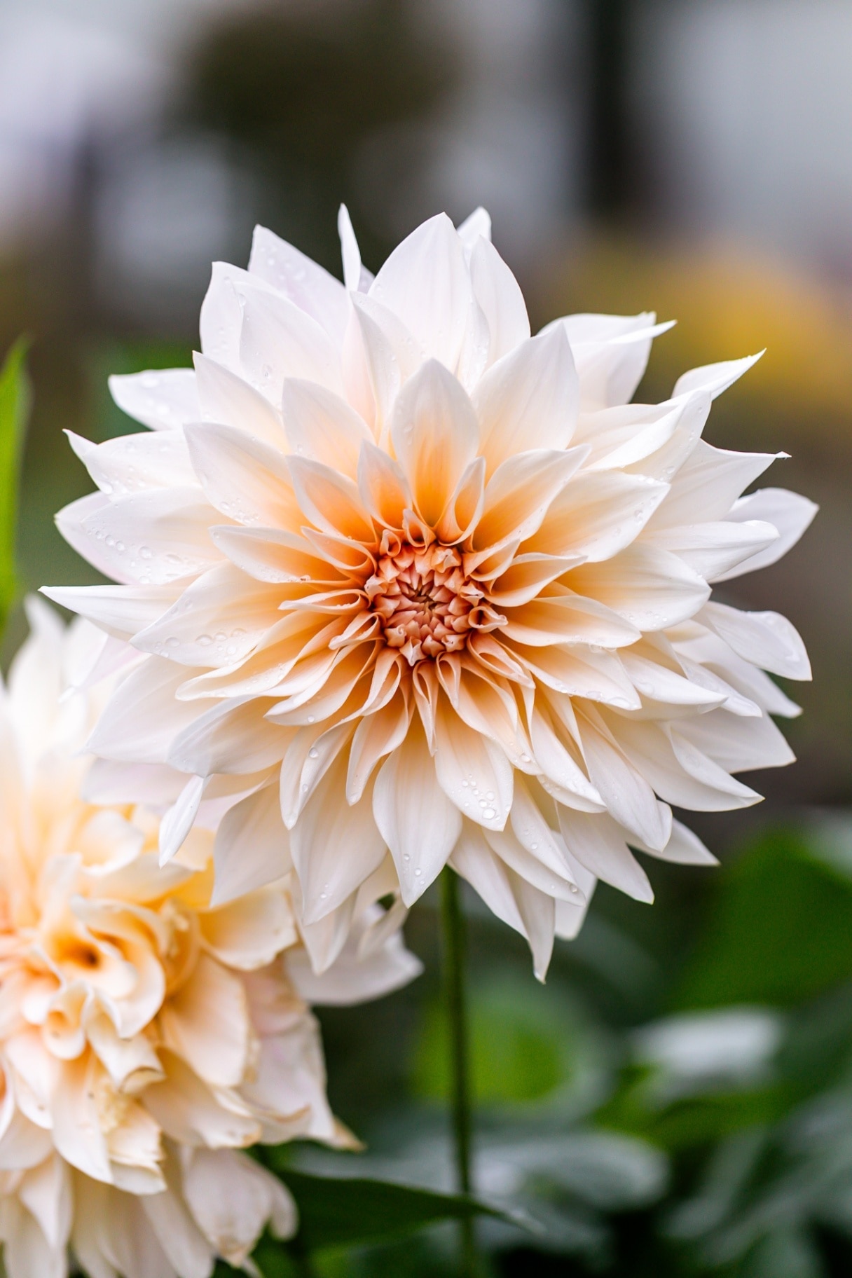 Garden Cafe au Lait Dahlia Flowers