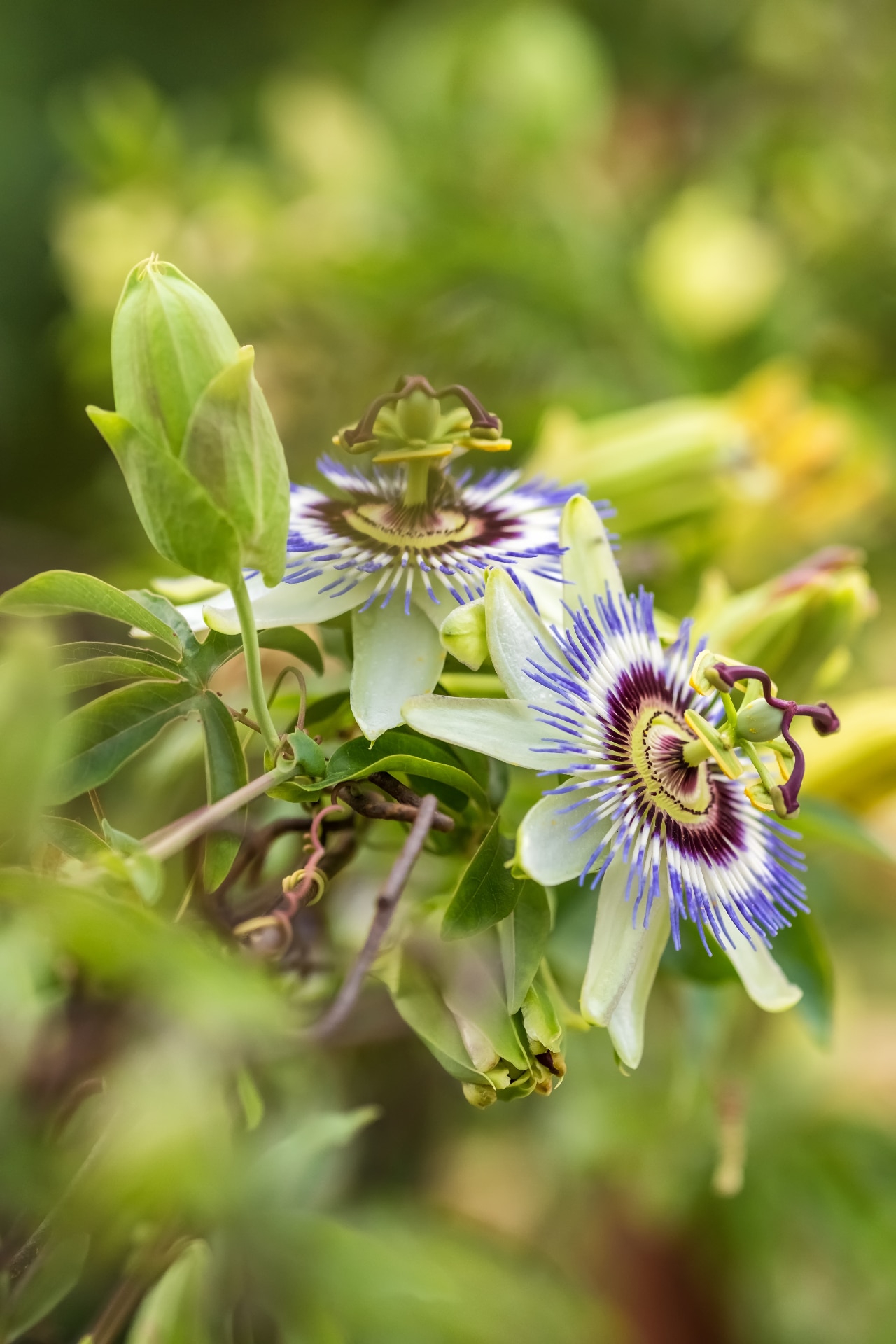 Passiflora flower, Bluecrown Passionflower blossom close-up. Wild Passiflora caerulea vine with beautiful summer blooms, tropical climbing plant.
