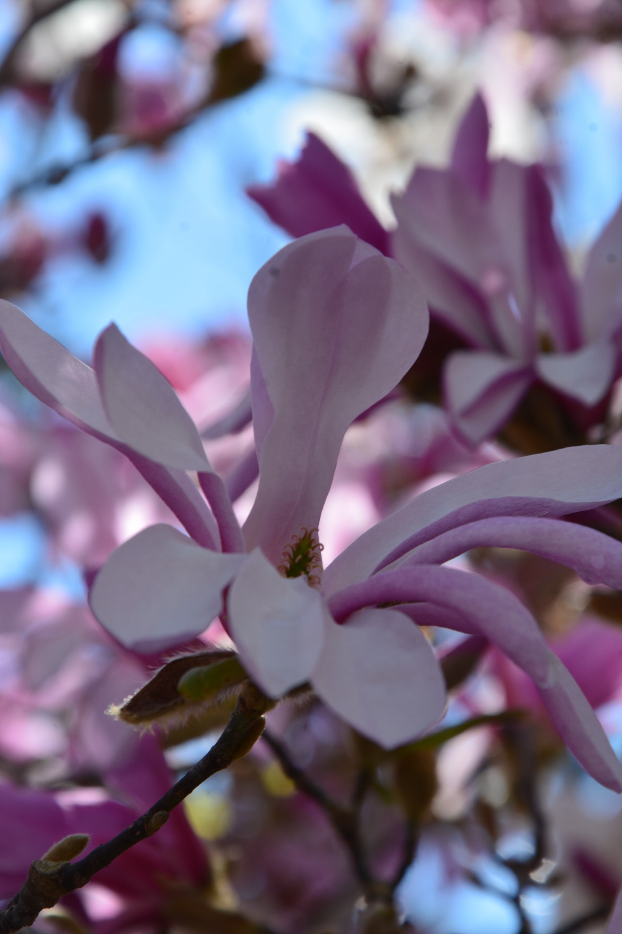 Magnolia x loebneri 'Leonard Messel'; tree with white pink blossoms 