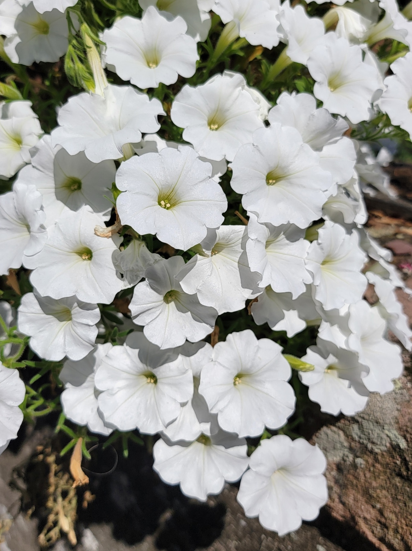 Close-up view of white petunias in a garden with a soft focus background