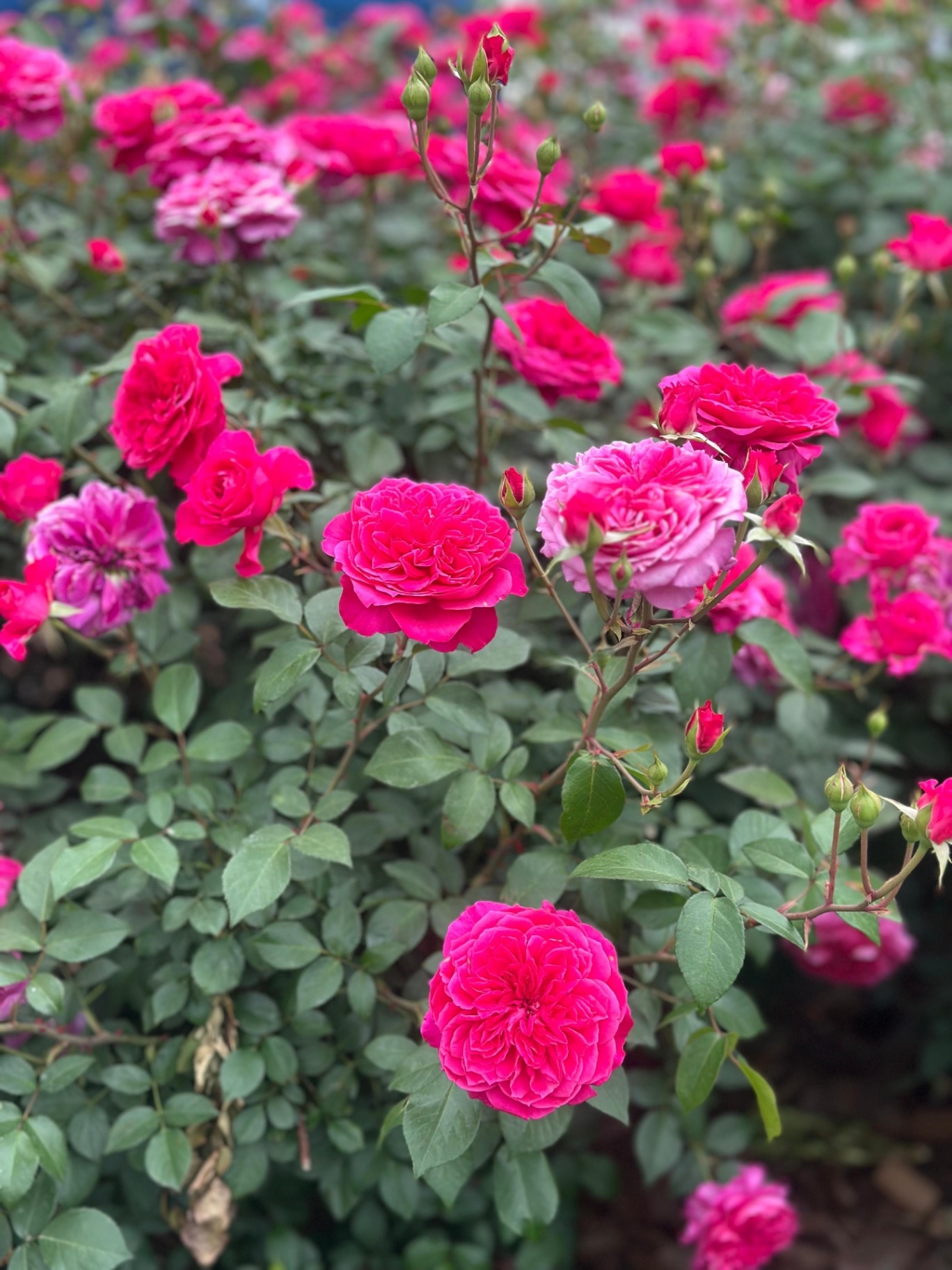 Rosa 'Gertrude Jekyll' is a pink bush rose cultivar, bred by British rose breeder, David C. Austin in 1986