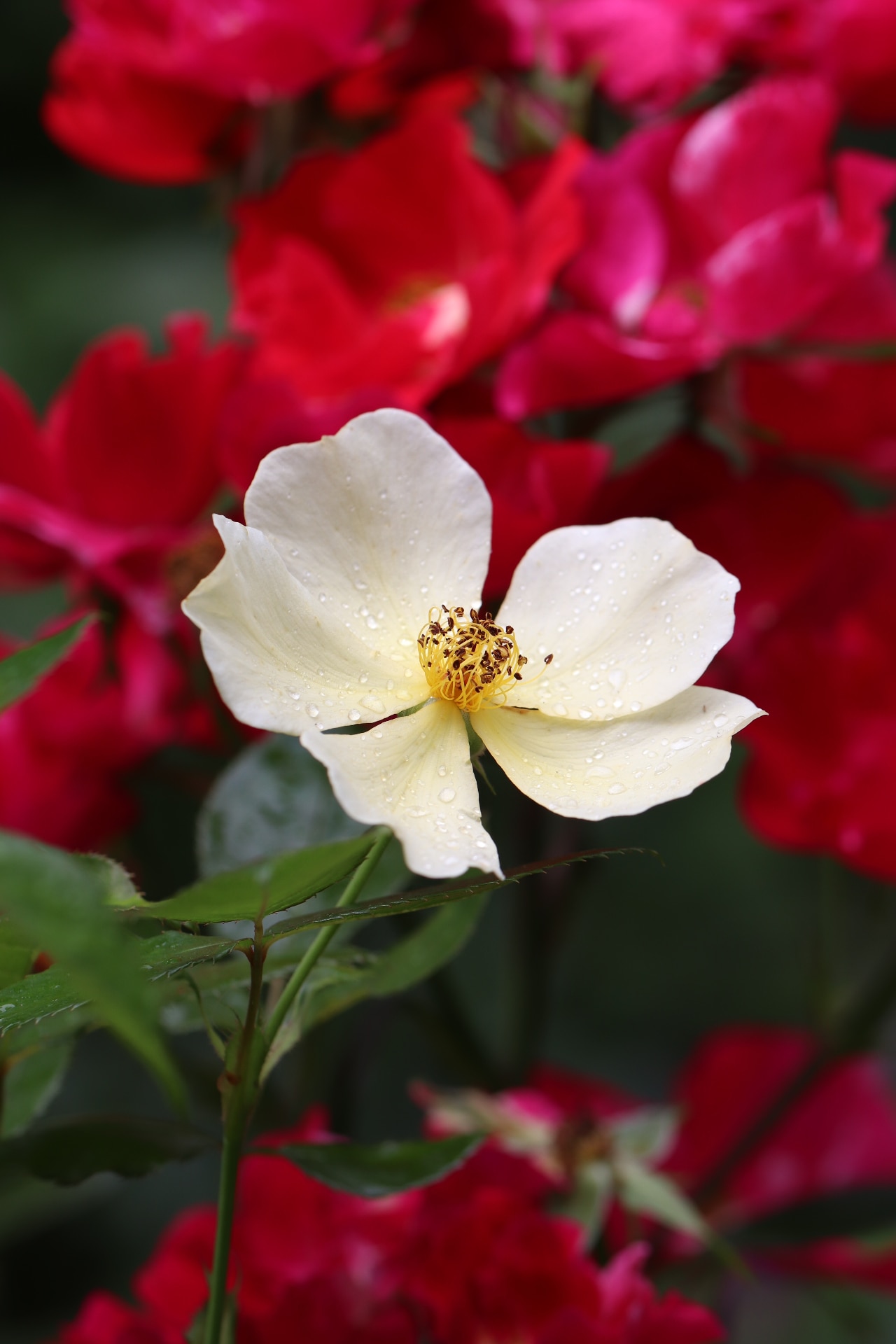 Light yellow color English Rose Tottering-by-Gently flowers in a garden in August 2023. 