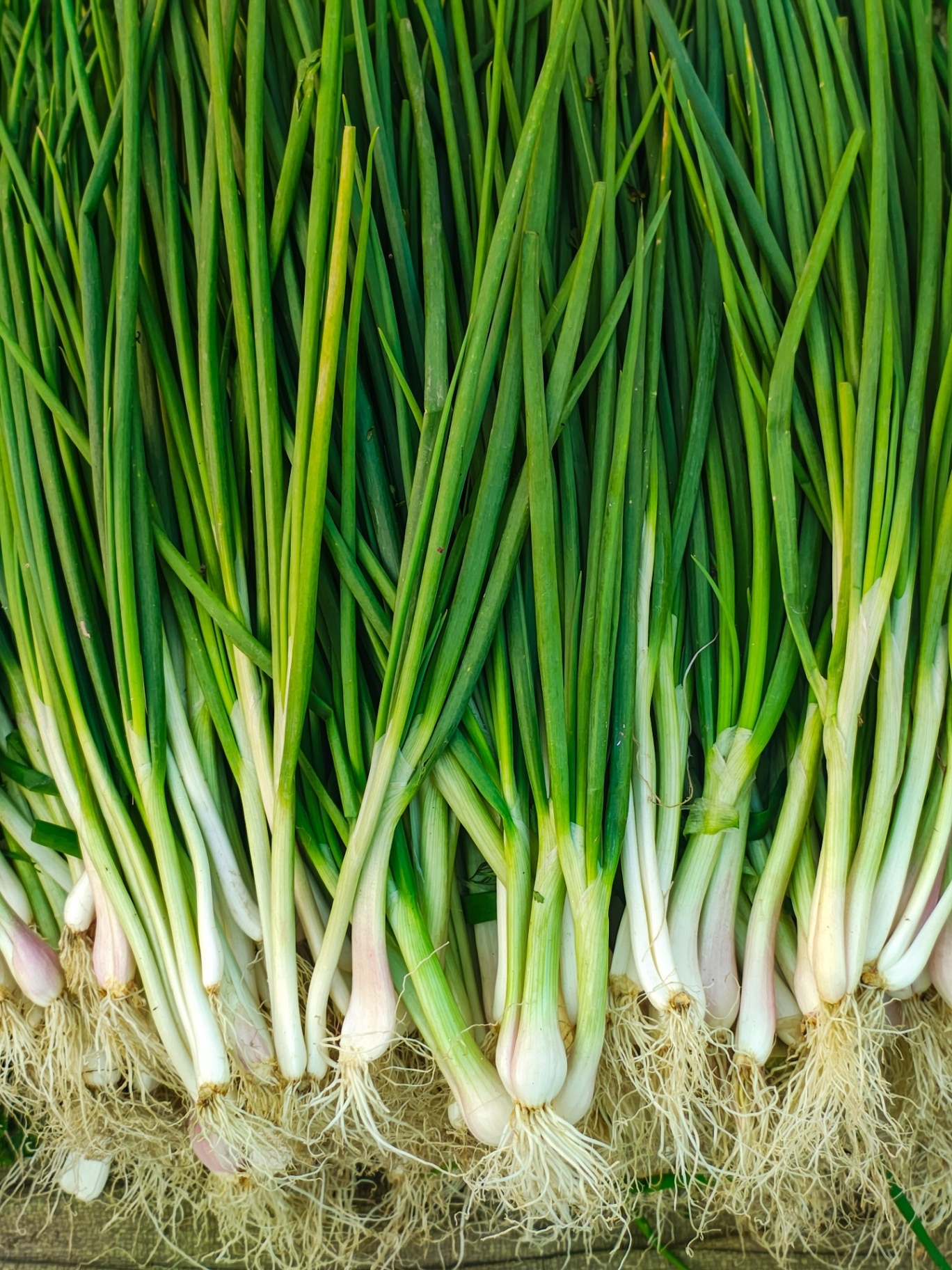 Spring Onions also know as Scallions or green onions photography 