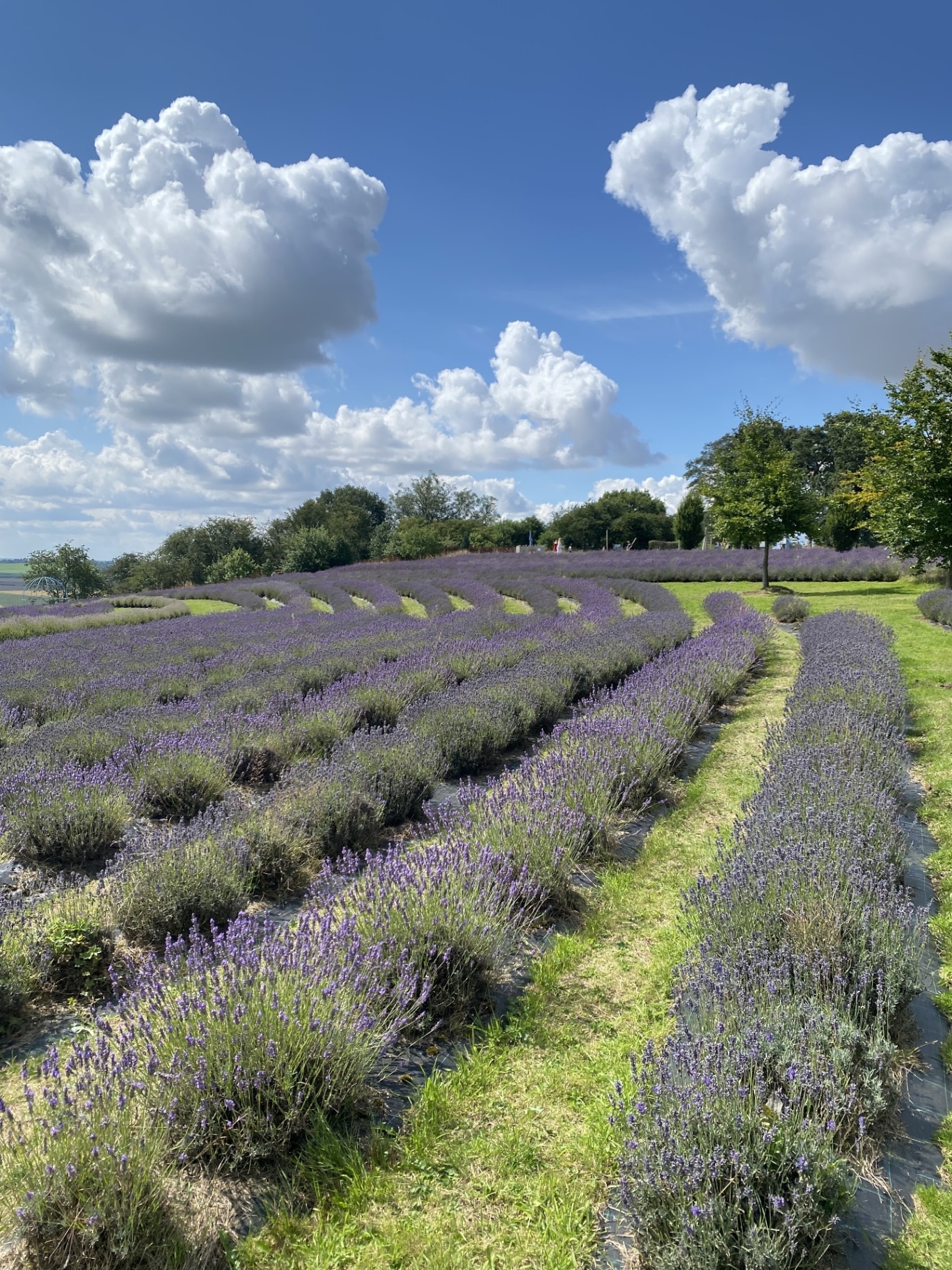 Yorkshire Lavender, North Yorkshire