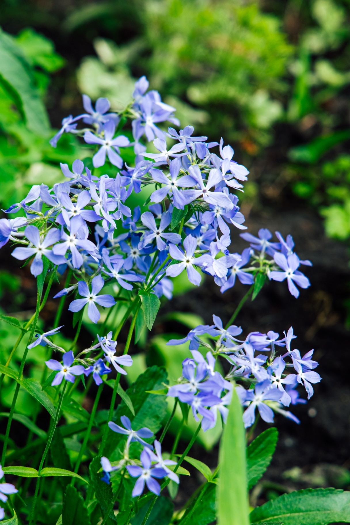 Phlox divaricata blue wildflowers flourish in a lush garden setting highlighting the beauty of springtime growth