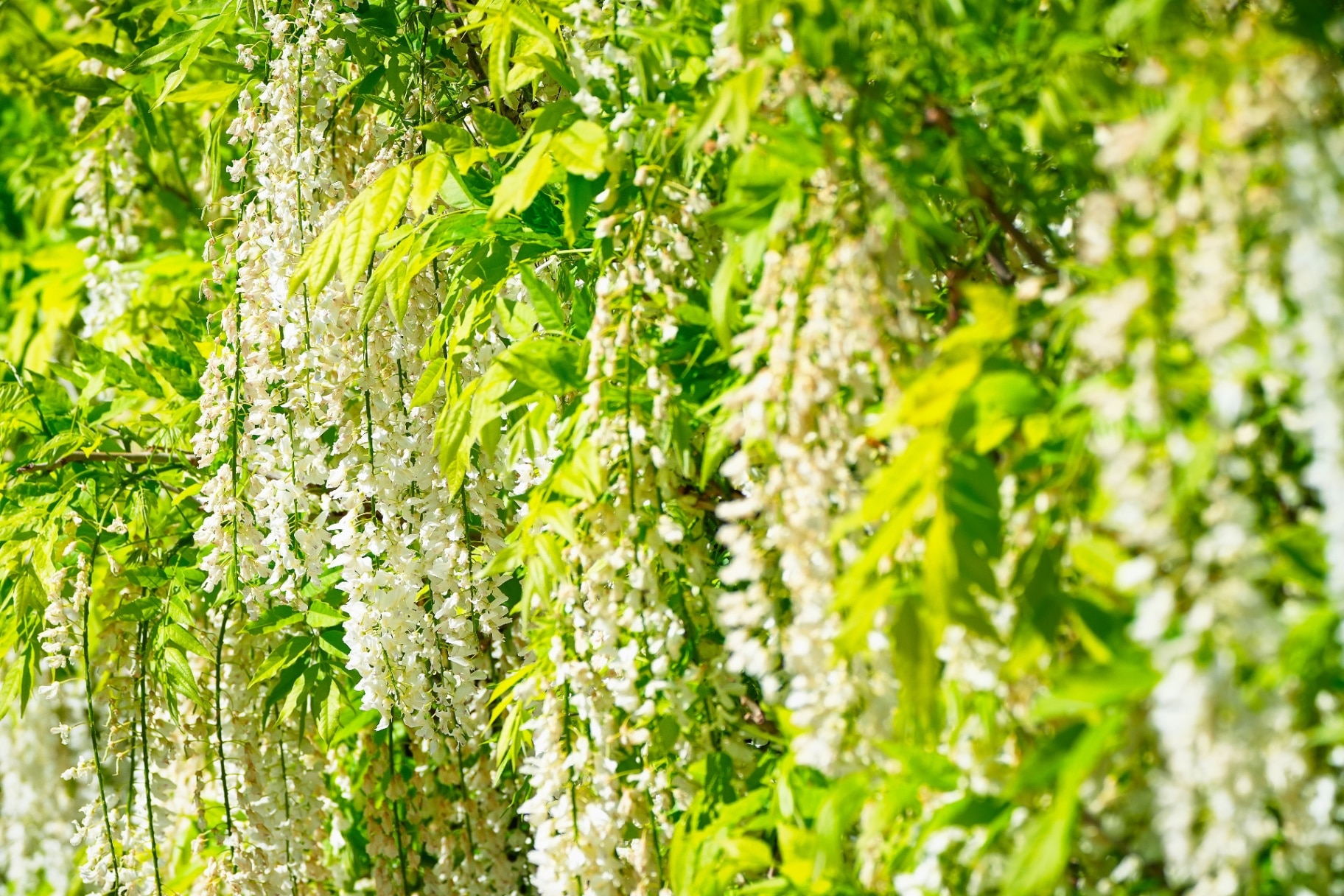 Wisteria brachybotyrs ‘Shiro Kapitan’ blooming in a spring garden