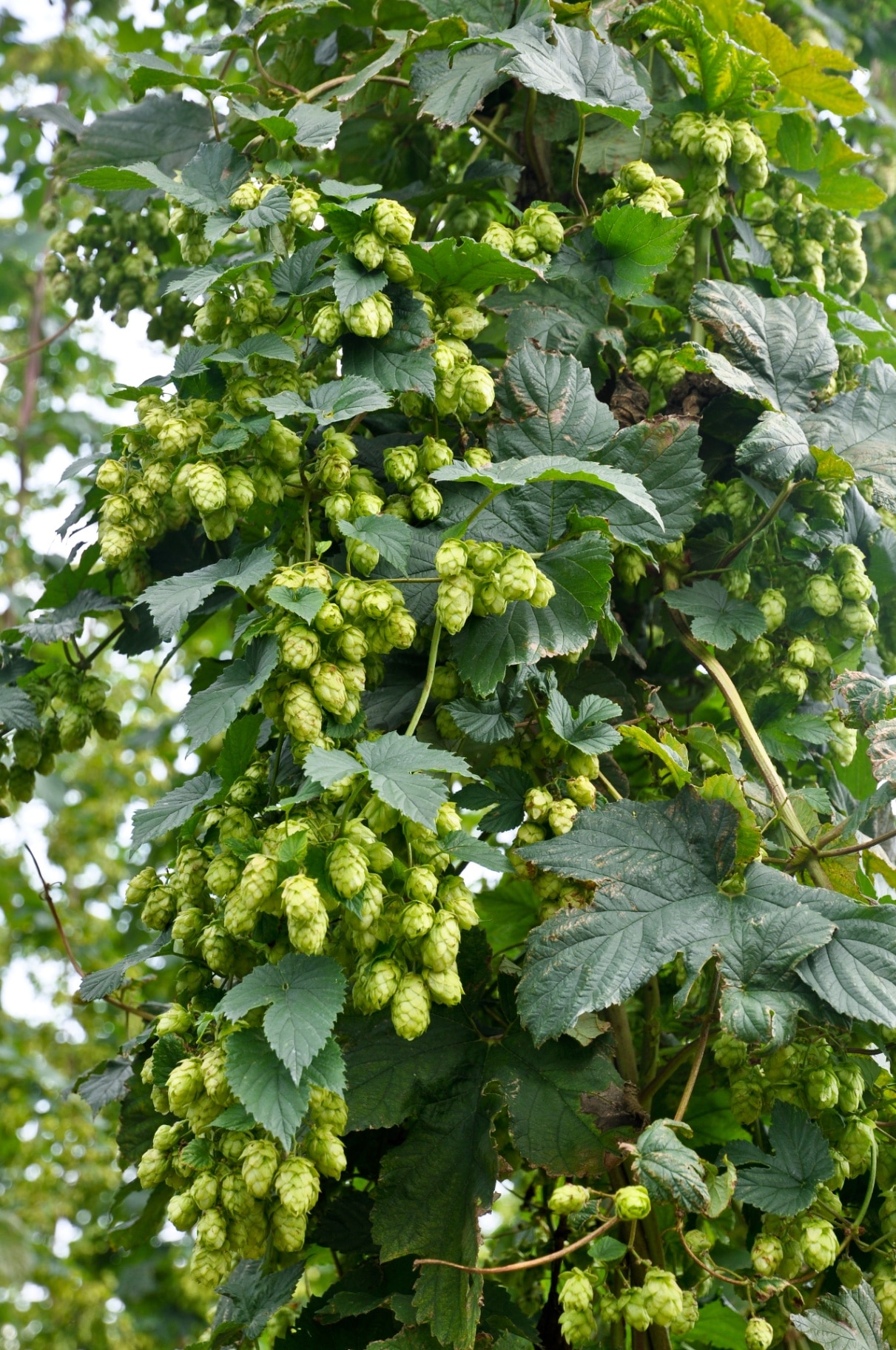 Humulus lupulus