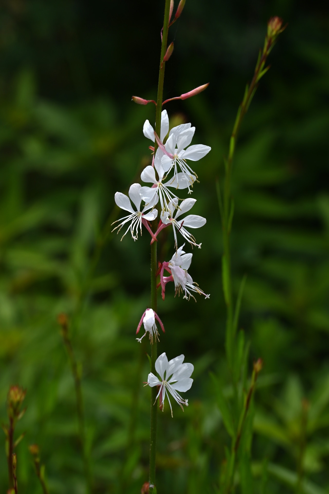  Gaura