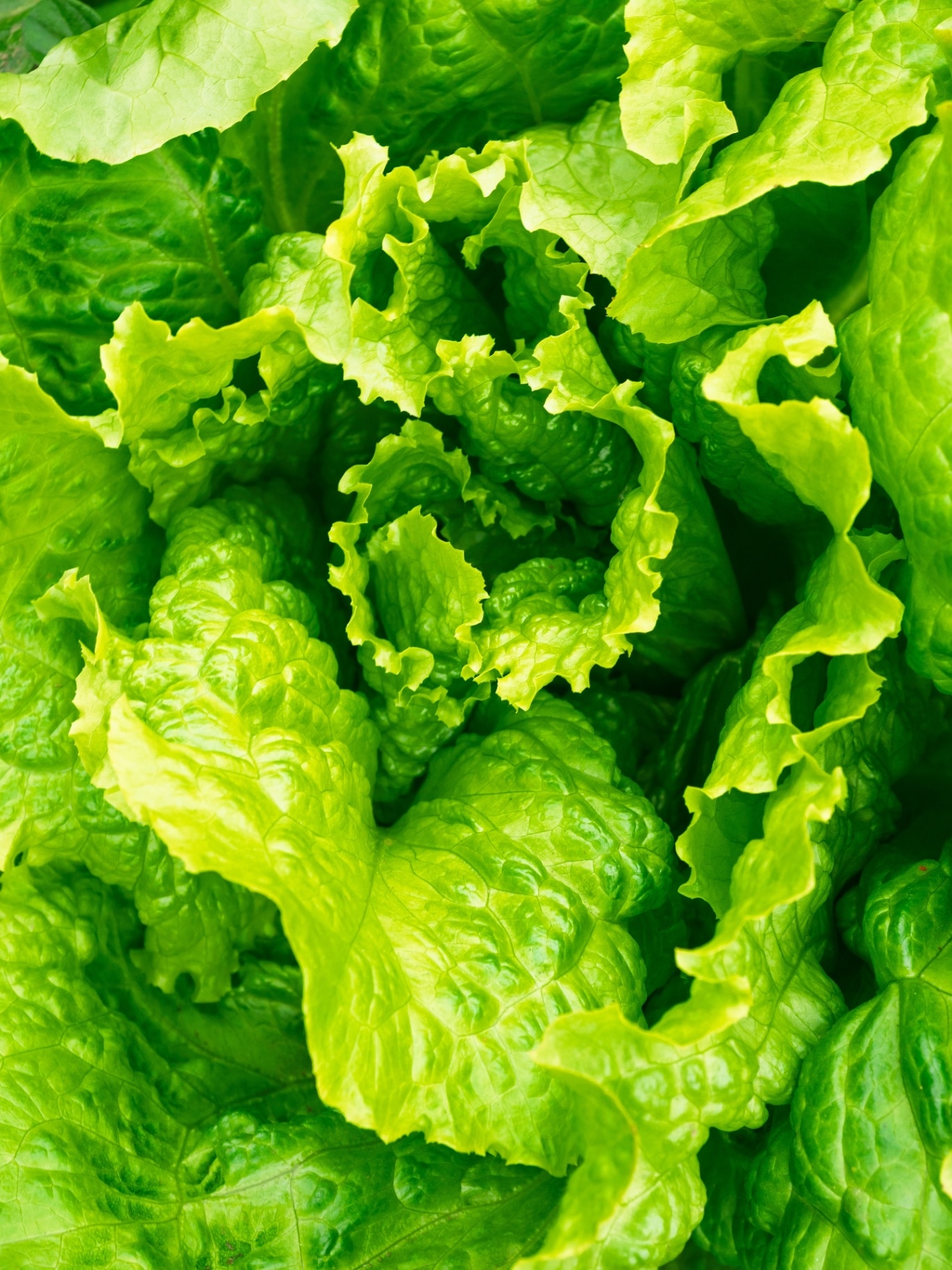 Fresh ripe head of lettuce cabbage (Lactuca sativa) with lots of leaves growing in homemade garden. Close-up. Organic farming, healthy food, BIO viands, back to nature concept.