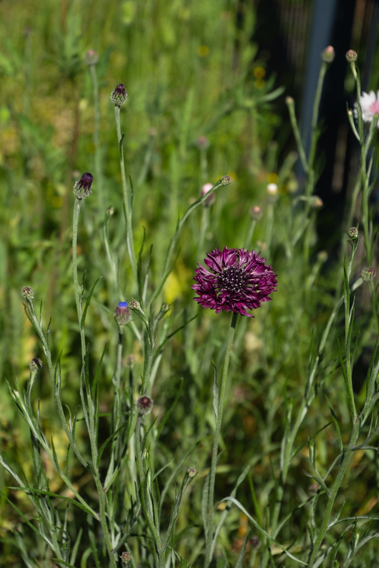 insect-friendly Dark crimson cornflower 'Black Ball' in full bloom in the wild garden area