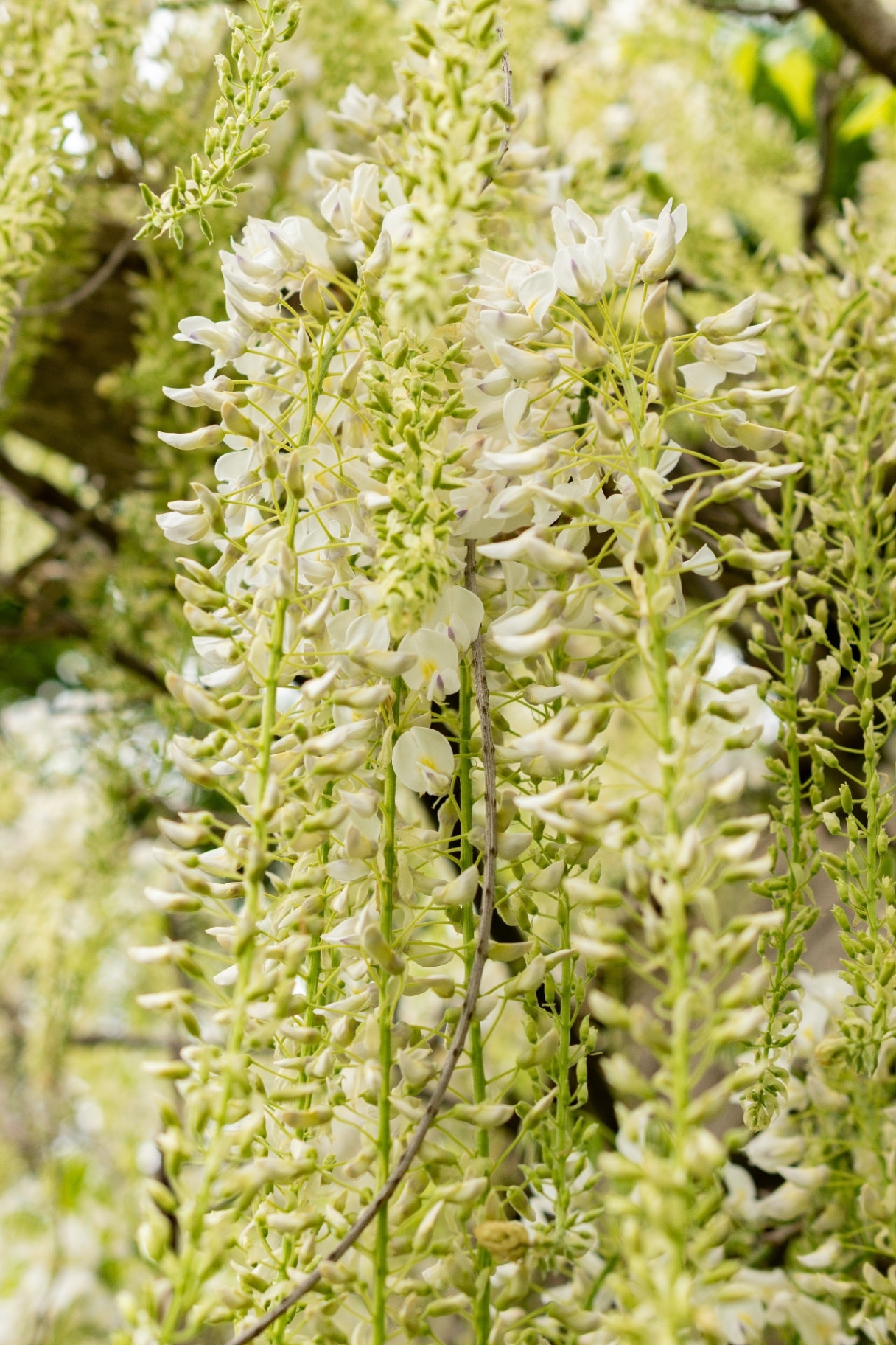 Wisteria floribunda  f. alba ‘Shiro-noda’
