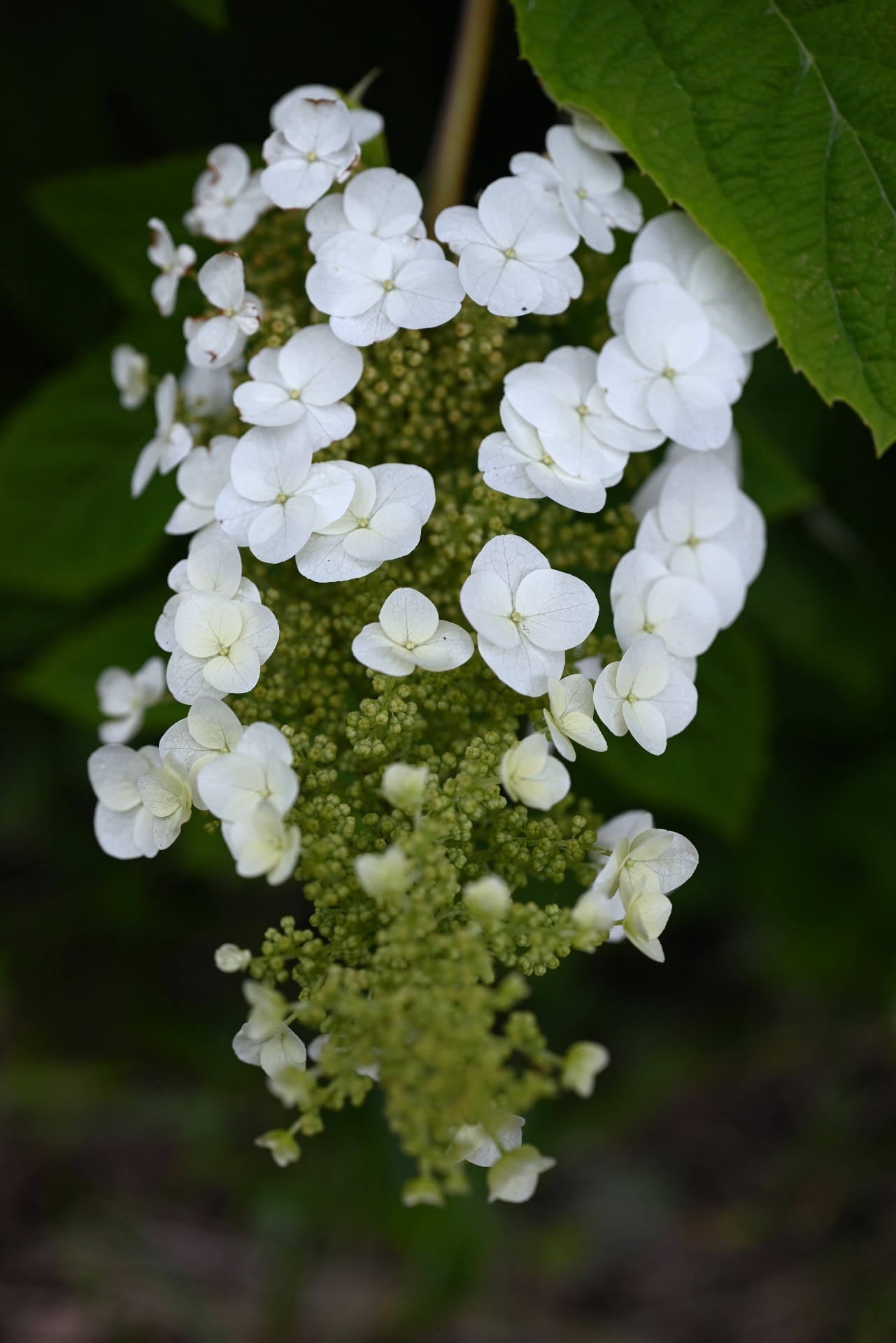 Oakleaf hydrangea ( Hydrangea quercifolia ) flowers. Hydrangeaceae drciduous shrub. White flowers bloom in pyramids in early summer. The leaves are incised and turn red in autumn.