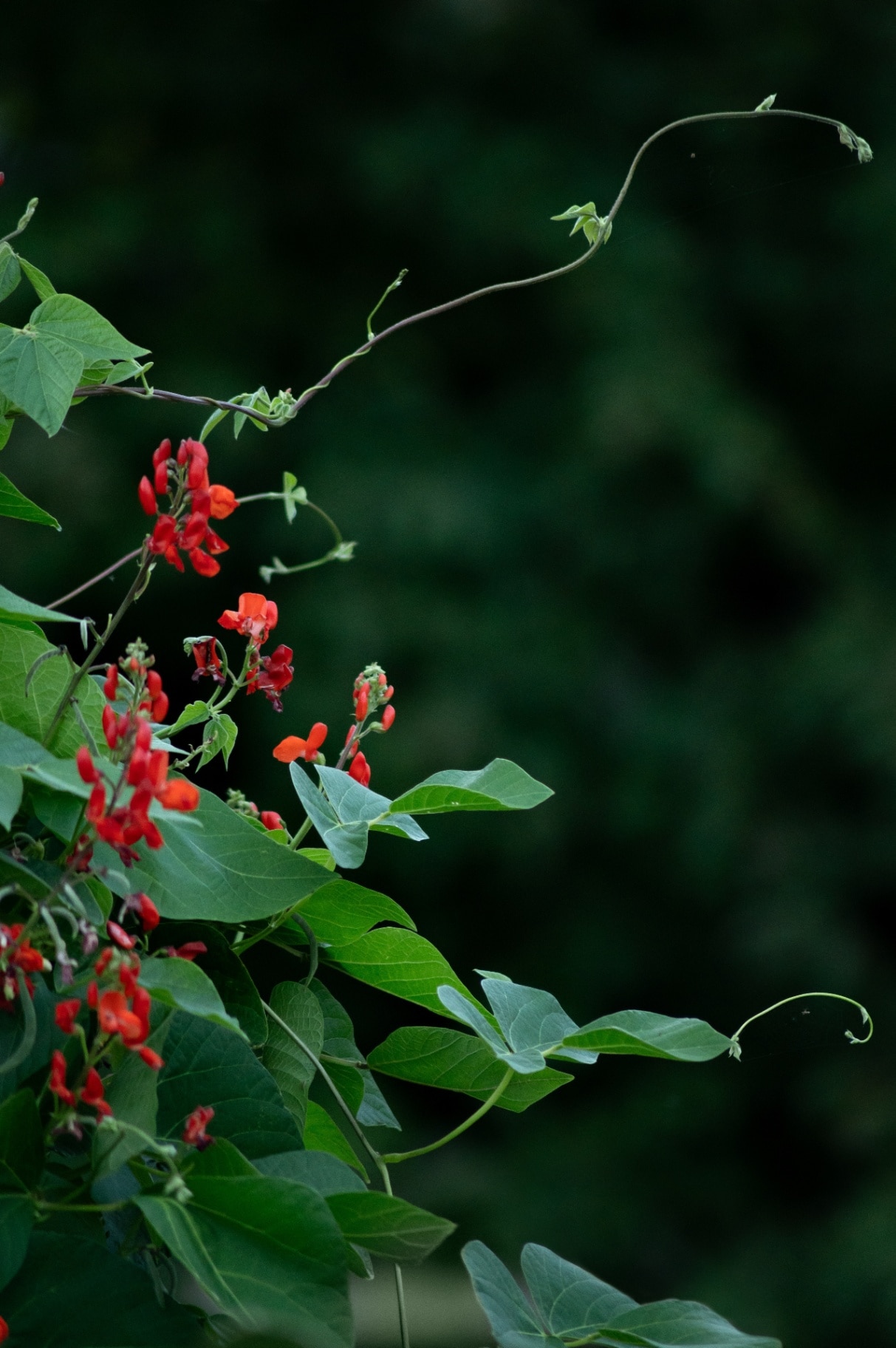 Green runner bean plant with red flowers growing on an allotment