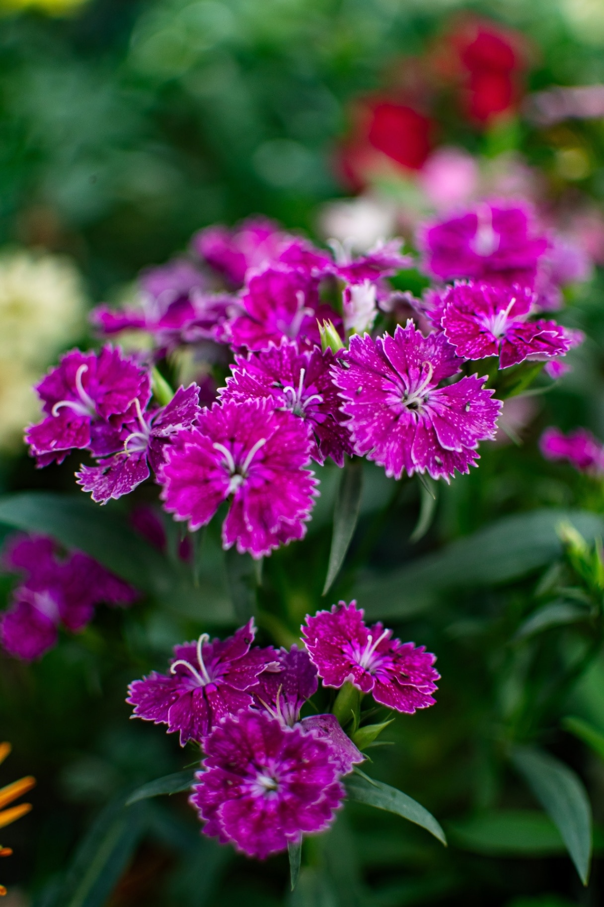 A view of one species of dianthus flower along with dark green leaves