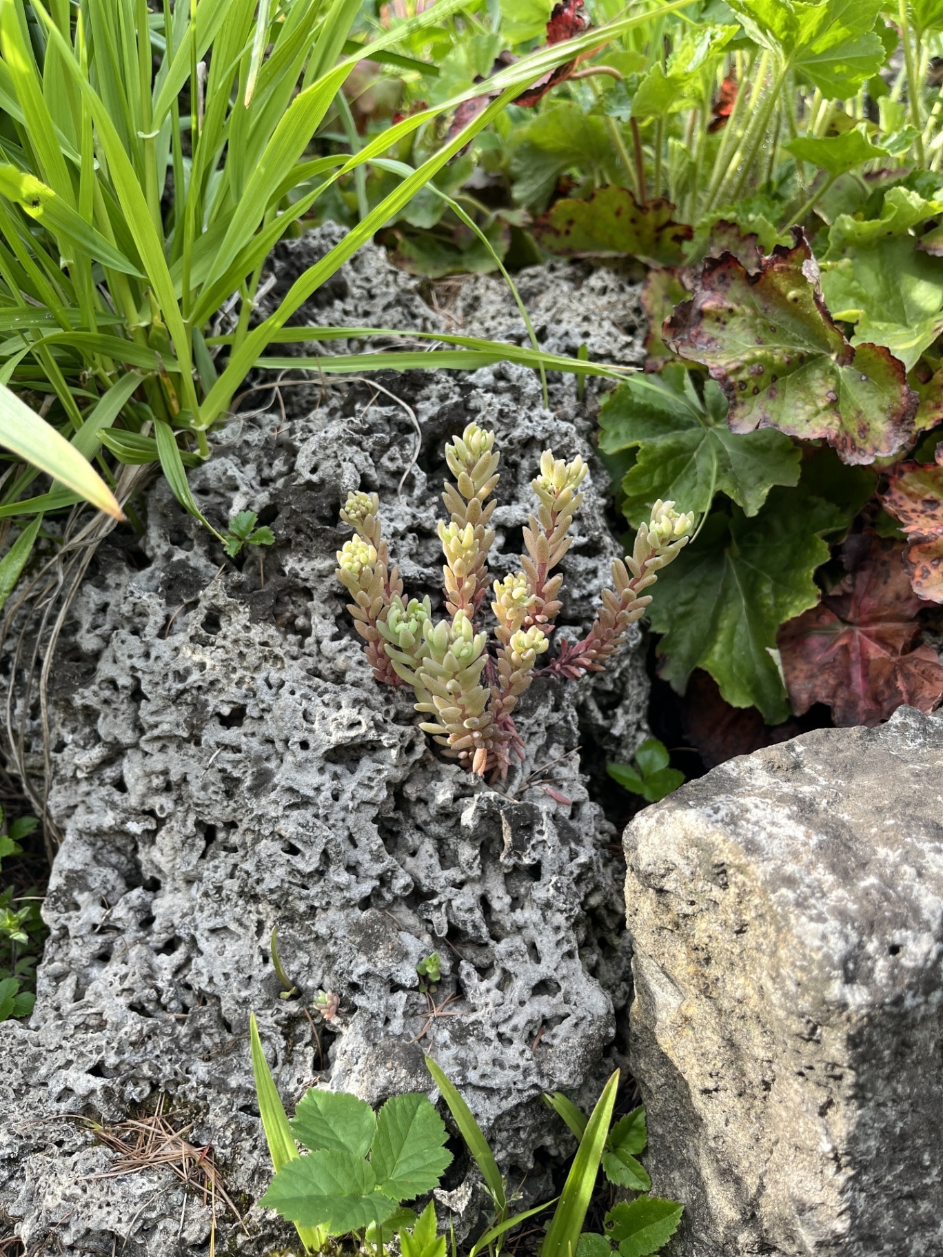 Sedum growing from decorative stone in the garden. Alpine plants for rockeries and rock gardens