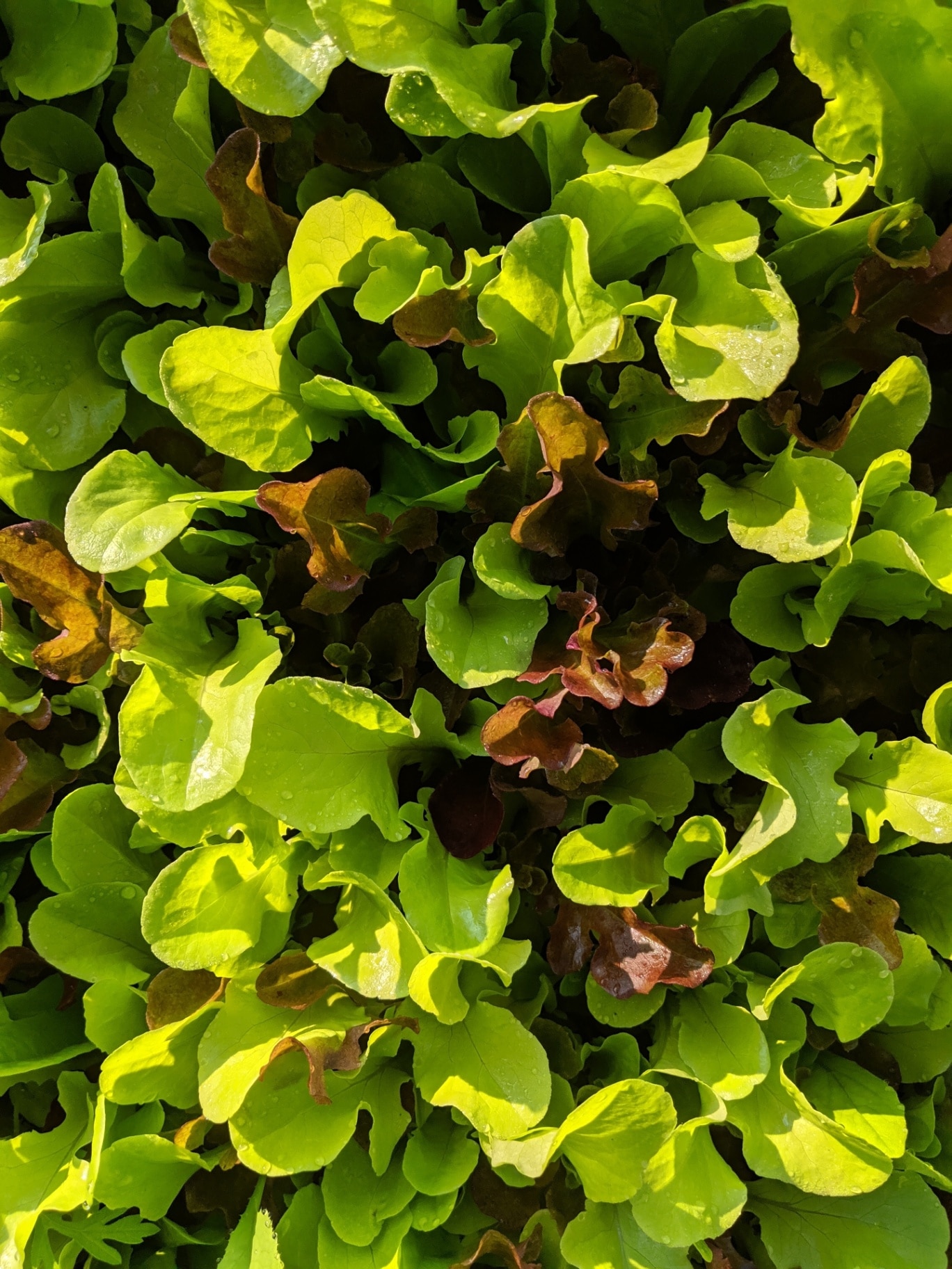 Lettuce zoomed in close up picture