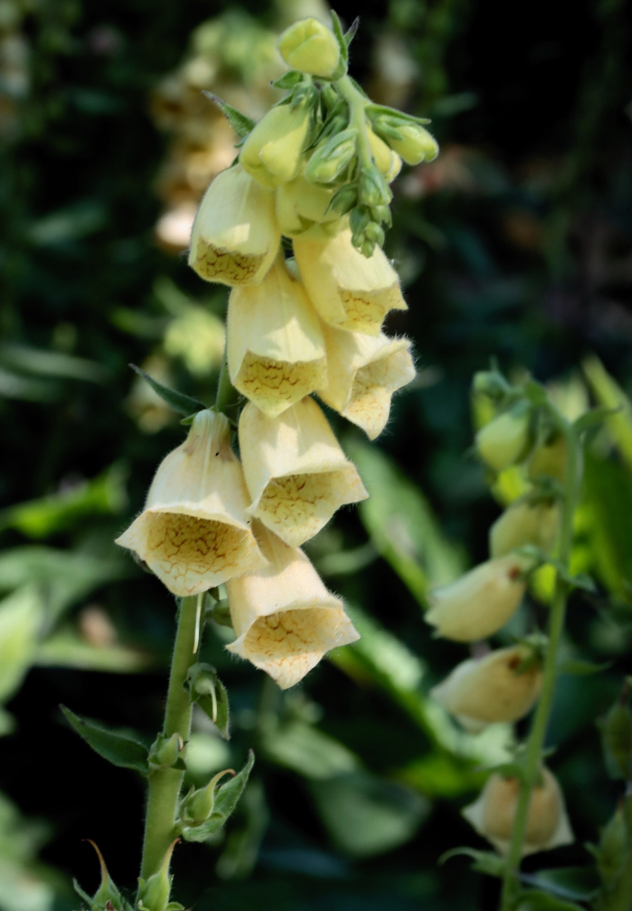 White flowers of Digitalis alba plant close up