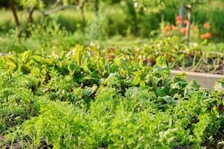 Vegetable garden in wooden raised beds, vegetables and herbs in summer sunset light