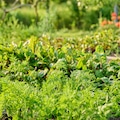 Vegetable garden in wooden raised beds, vegetables and herbs in summer sunset light