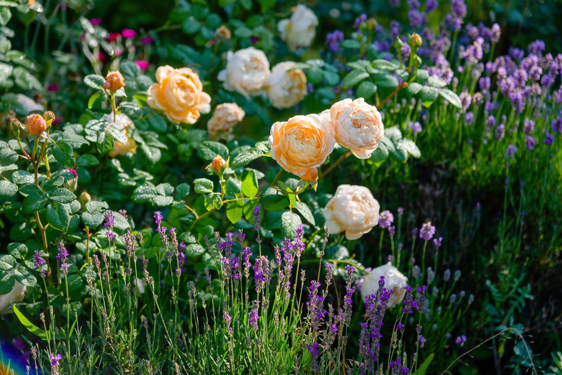 yellow roses and lavender