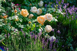 yellow roses and lavender