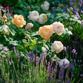 yellow roses and lavender