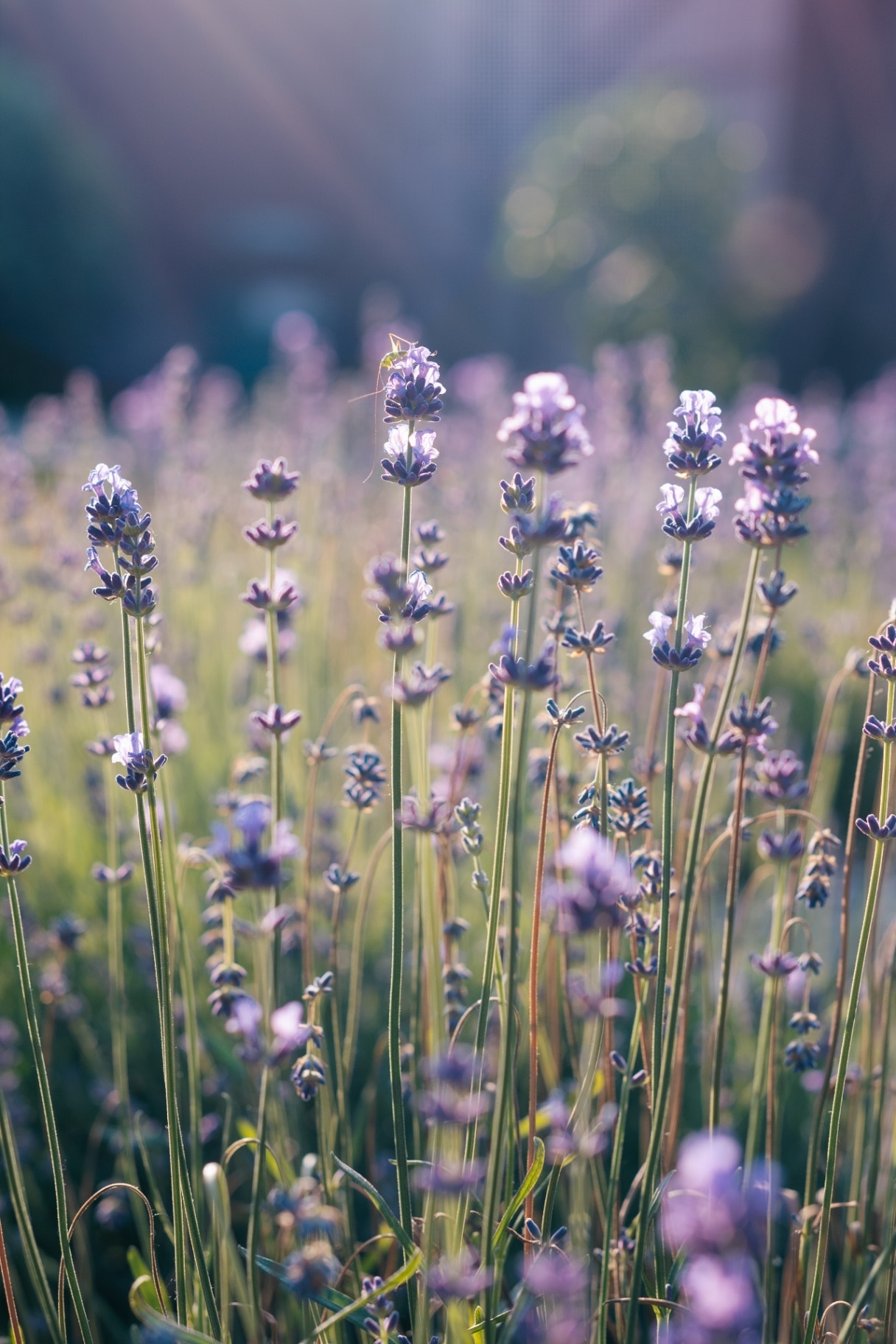 lavender blooming in the garden