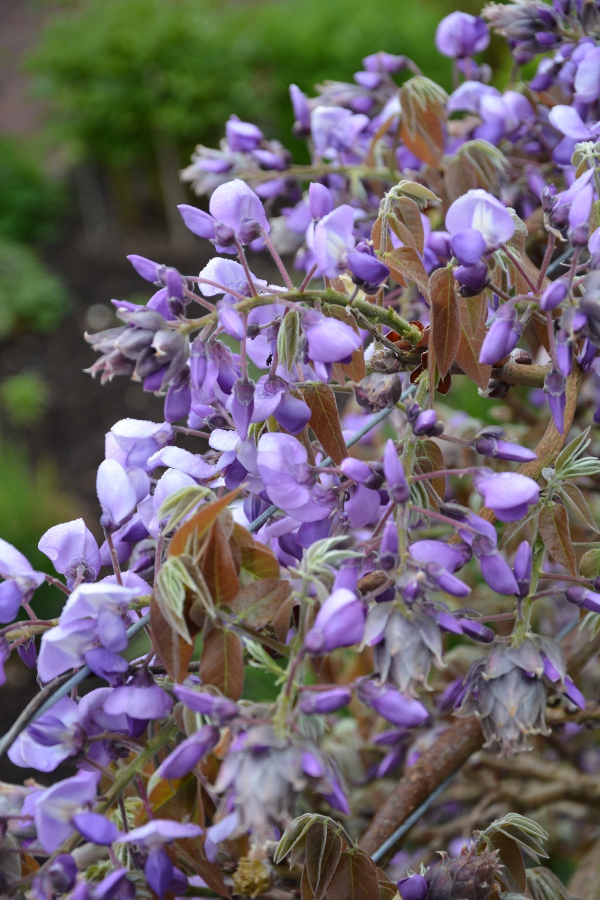 The purple blooms of Wisteria brachybotrys 'Okayama' 
