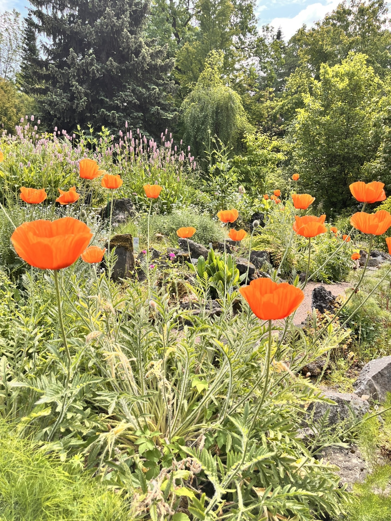 Blooming orange Papaver orientale in the spring garden. Poppies and Alpine plants for rock gardens and rockeries.Floral background