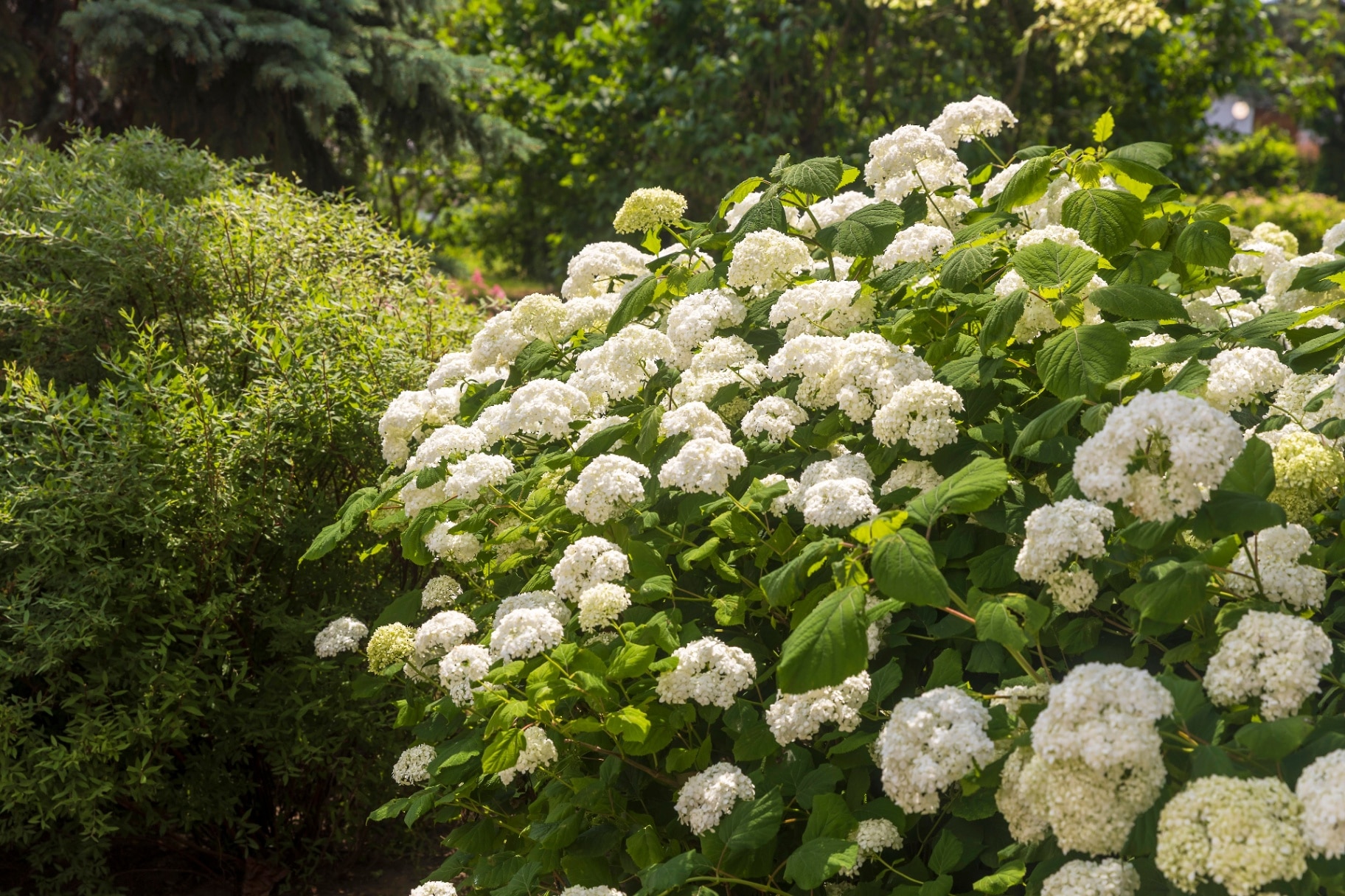 Smooth hydrangea (Hydrangea arborescens) as a garden decoration. Landscape design.
