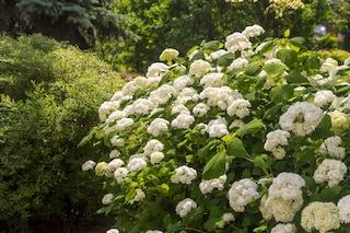 Smooth hydrangea (Hydrangea arborescens) as a garden decoration. Landscape design.