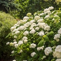 Smooth hydrangea (Hydrangea arborescens) as a garden decoration. Landscape design.