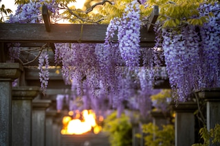 Sunset light through wisteria covered pergola