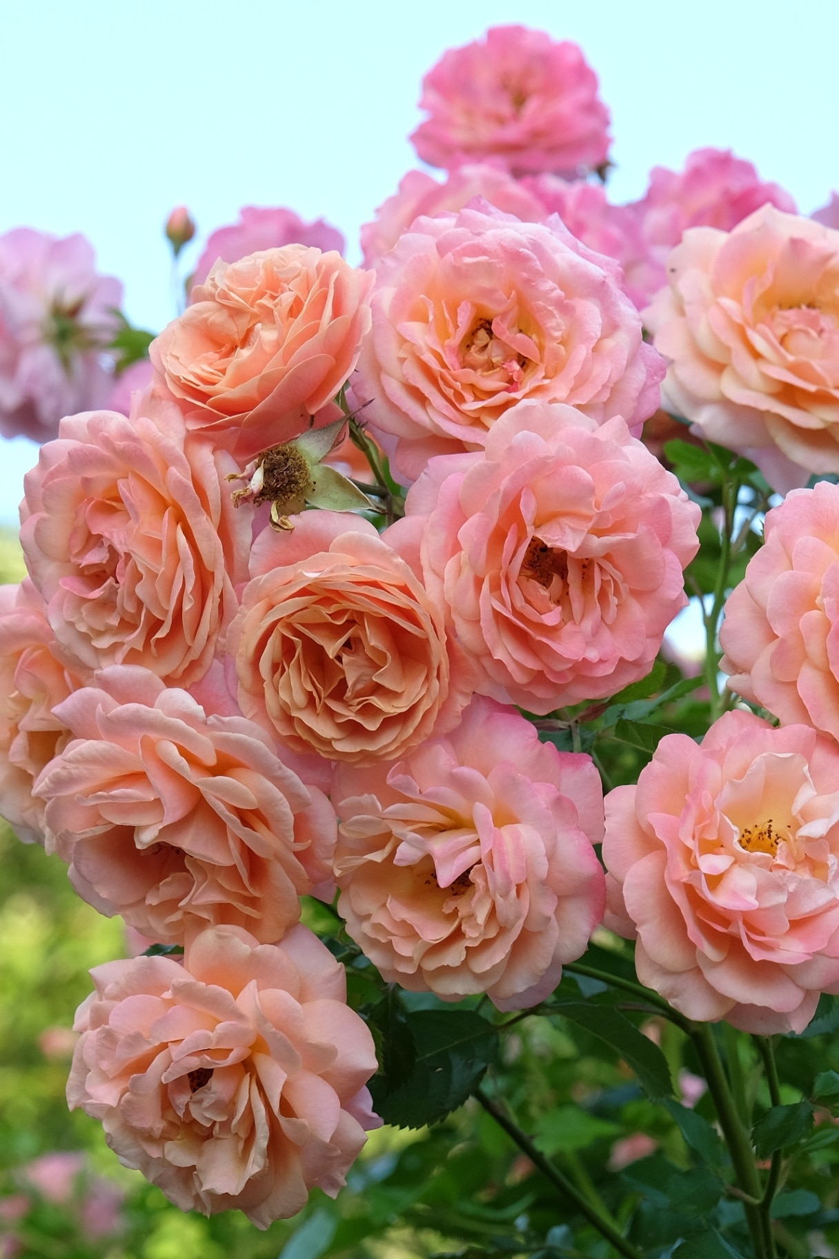 Pink and orange climbing rose, rosa ‘Peach Melba’ in flower. 