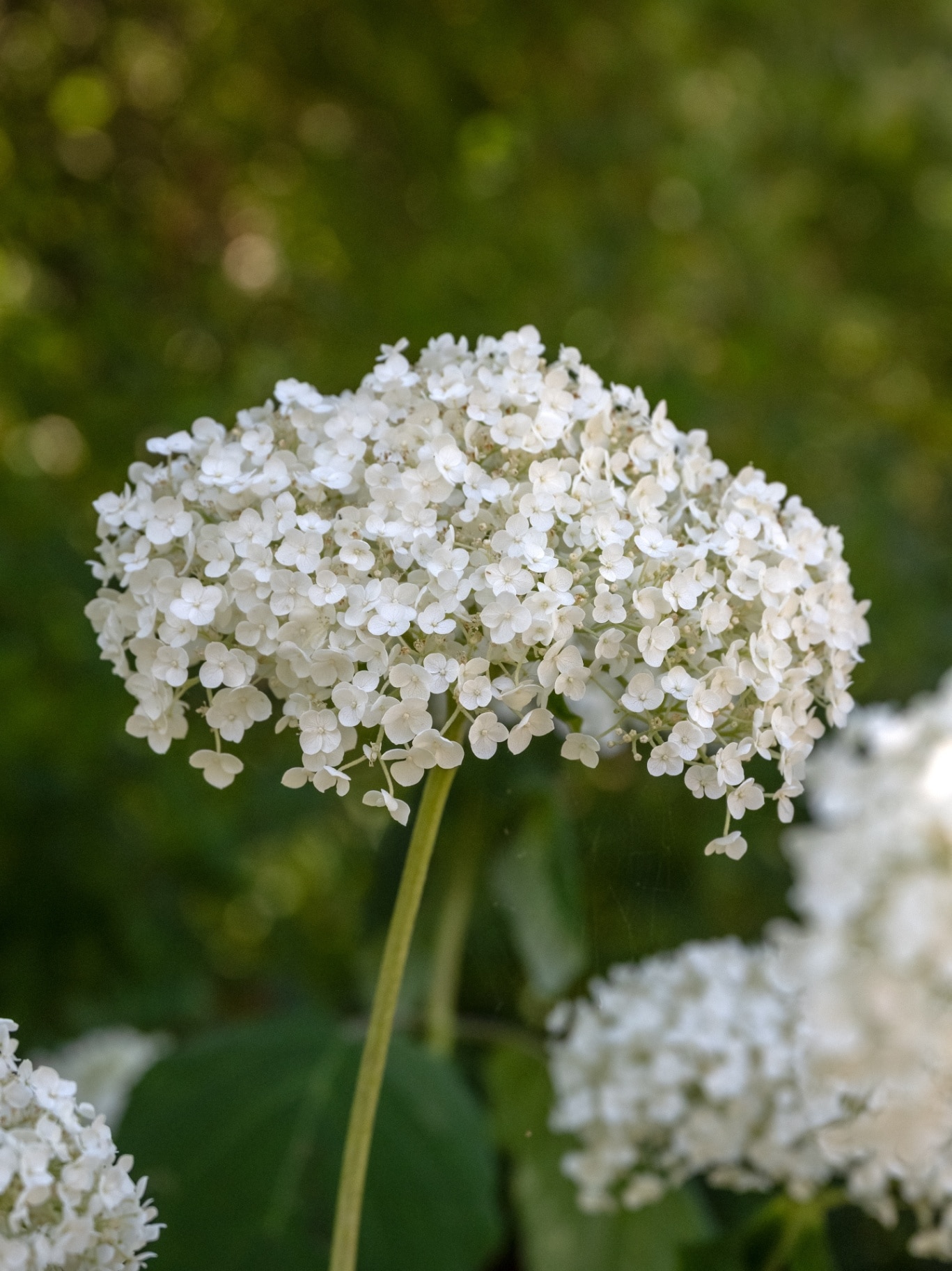 Closeup of flower heads of Hydrangea arborescens 'Strong Annabelle' in a garden in summer